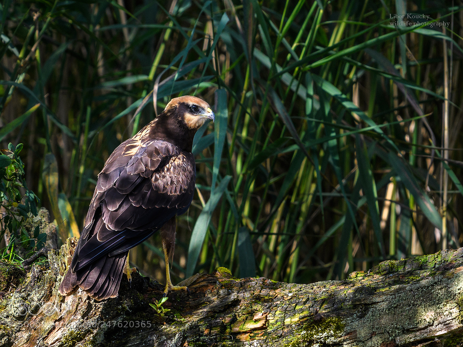 Nikon D500 sample photo. Young marsh harrier circus photography