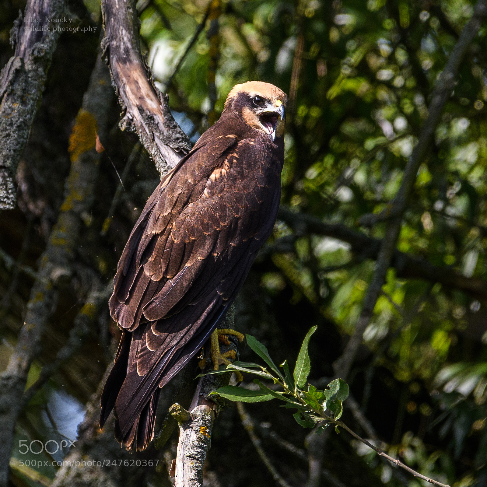 Nikon D500 sample photo. Young marsh harrier circus photography