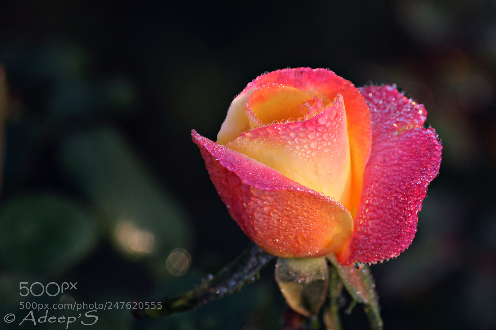Canon EOS 700D (EOS Rebel T5i / EOS Kiss X7i) sample photo. Embracing each other.. photography