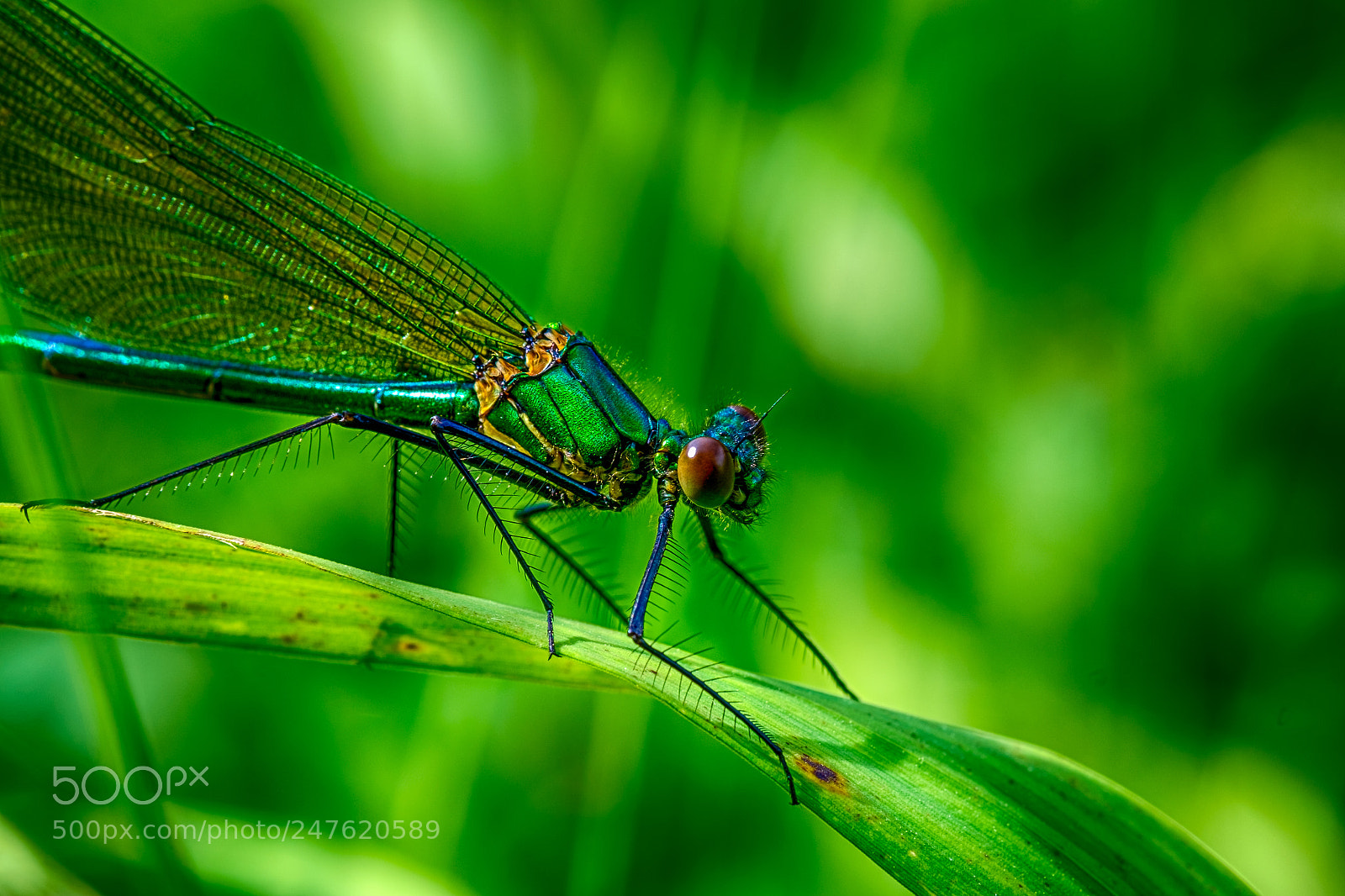 Fujifilm X-T1 sample photo. Geb nderte prachtlibelle calopteryx photography
