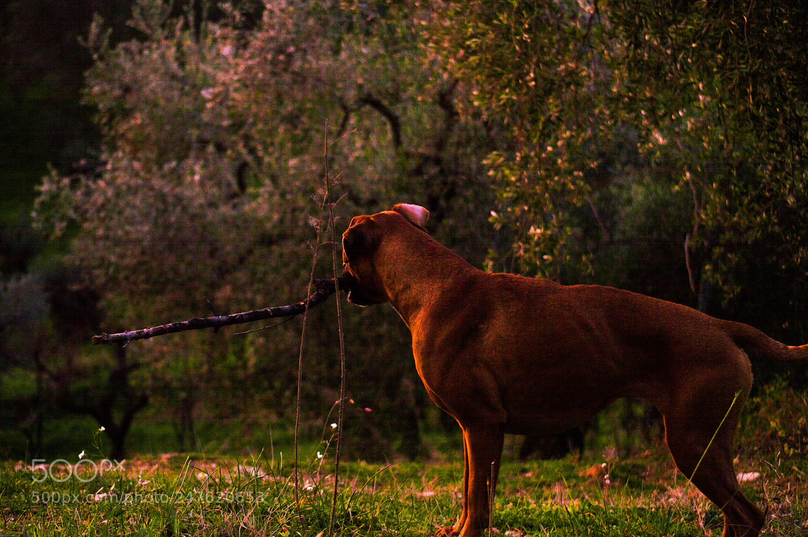 Nikon D3200 sample photo. A dog in the photography