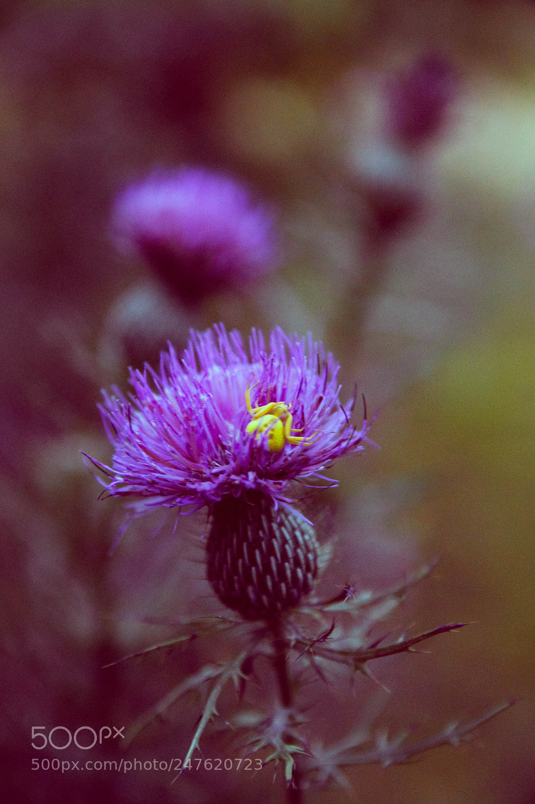 Canon EOS 650D (EOS Rebel T4i / EOS Kiss X6i) sample photo. Yellow spider, purple flower photography