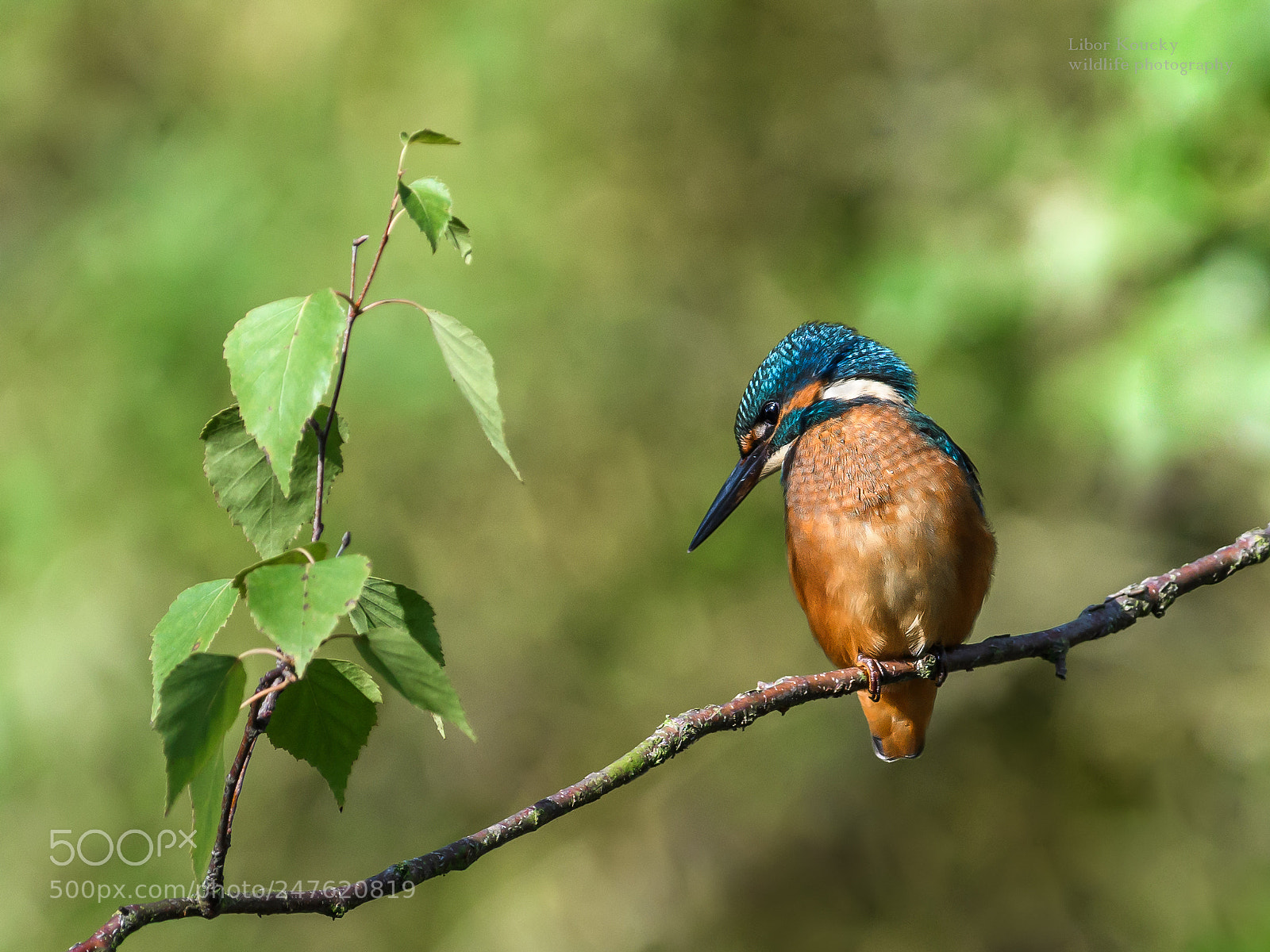 Nikon D500 sample photo. Kingfisher photography