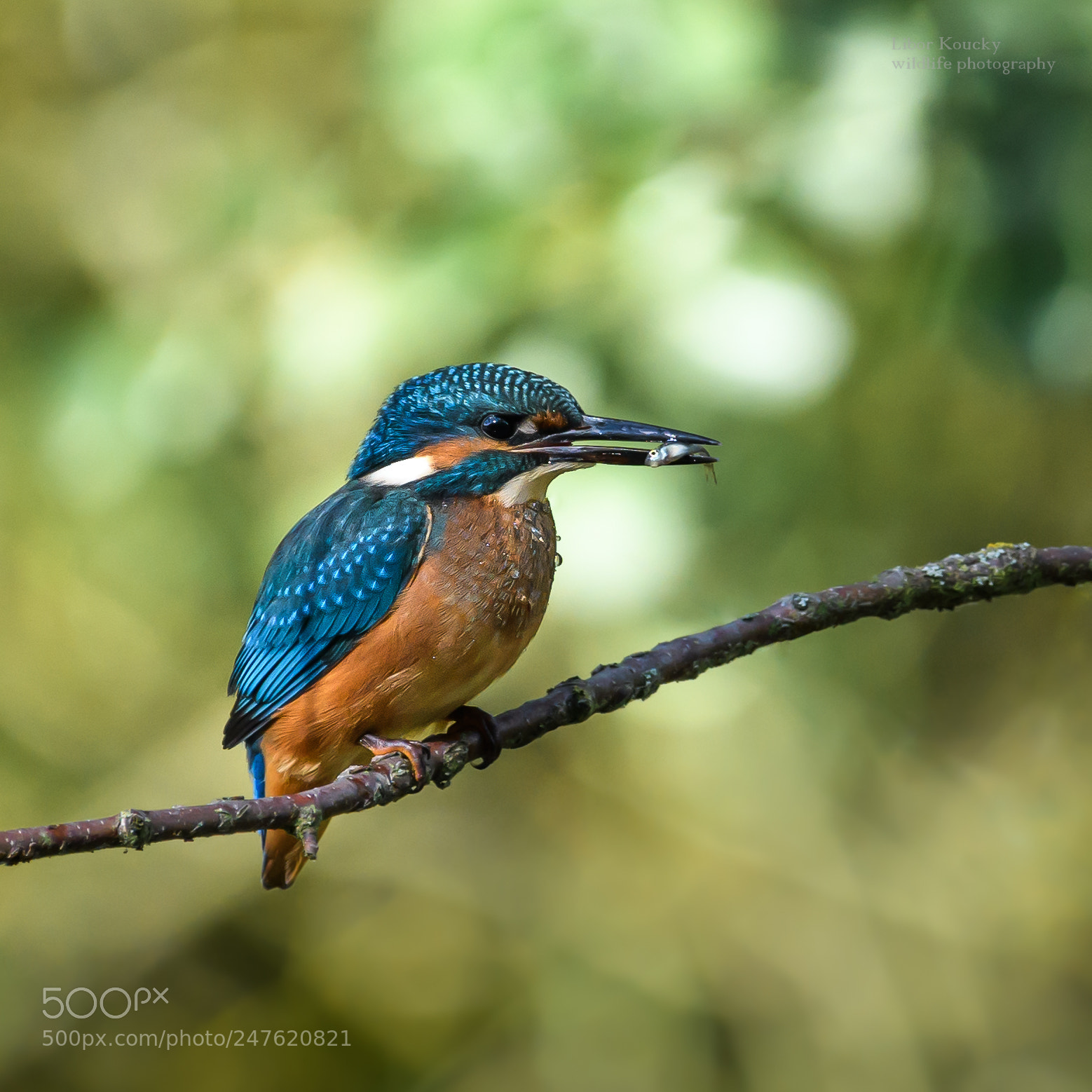 Nikon D500 sample photo. Kingfisher photography
