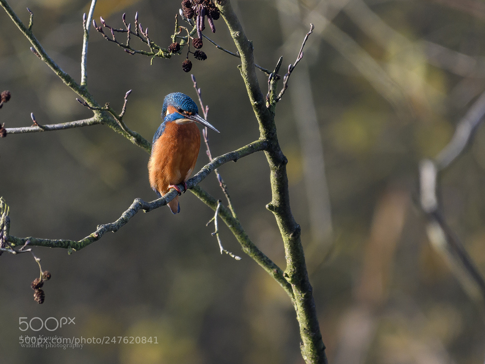 Nikon D500 sample photo. Kingfisher photography