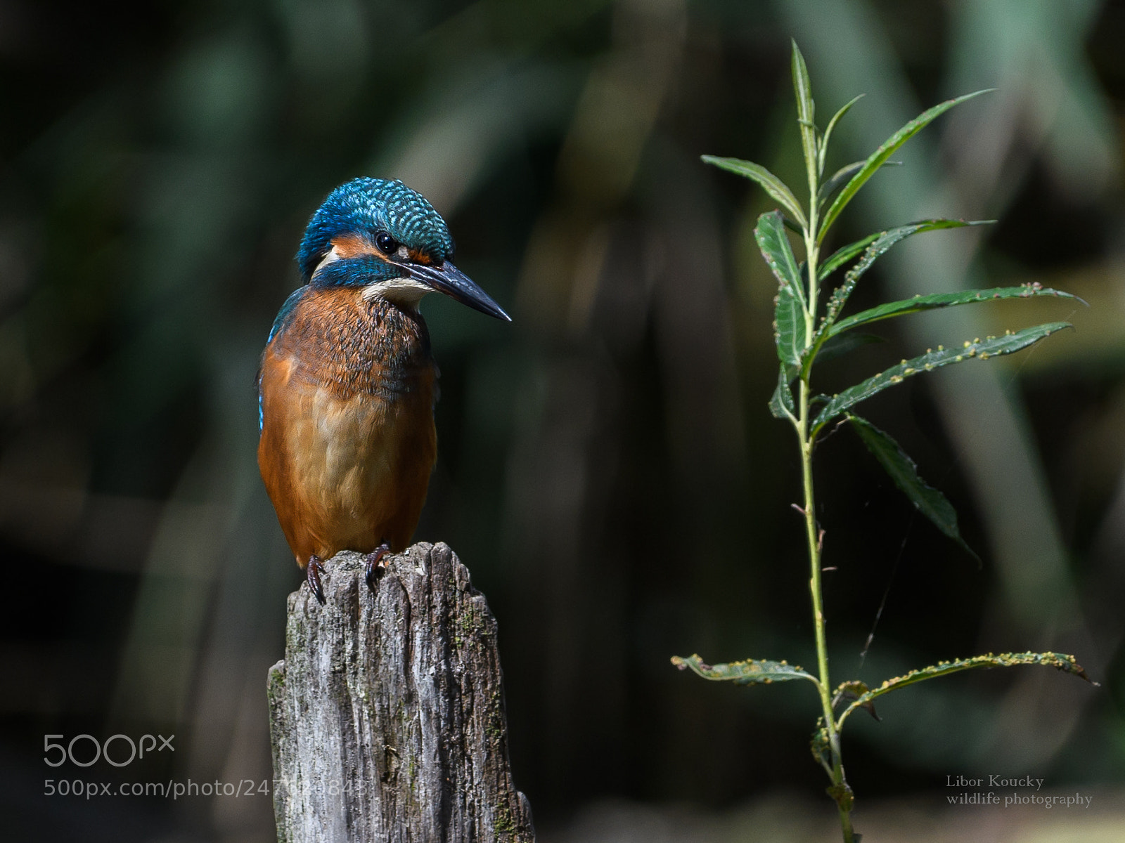 Nikon D500 sample photo. Kingfisher photography
