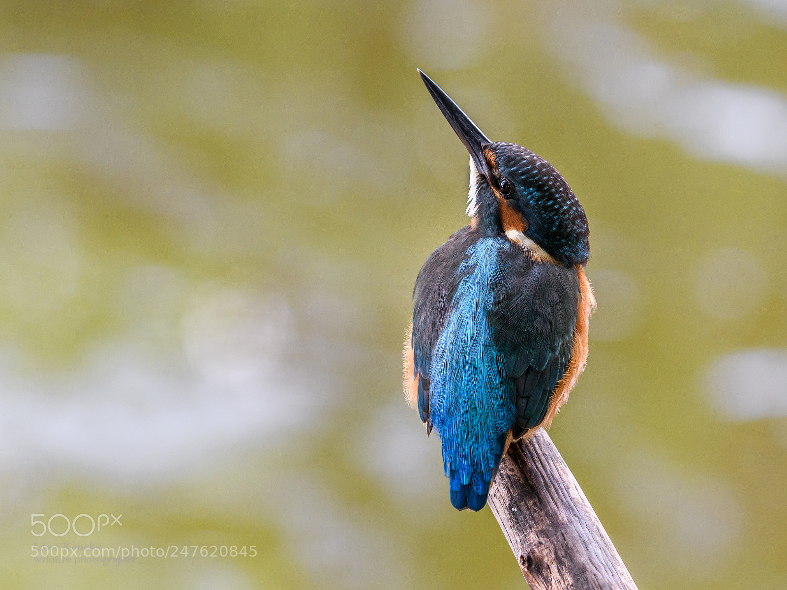 Nikon D500 sample photo. Kingfisher photography