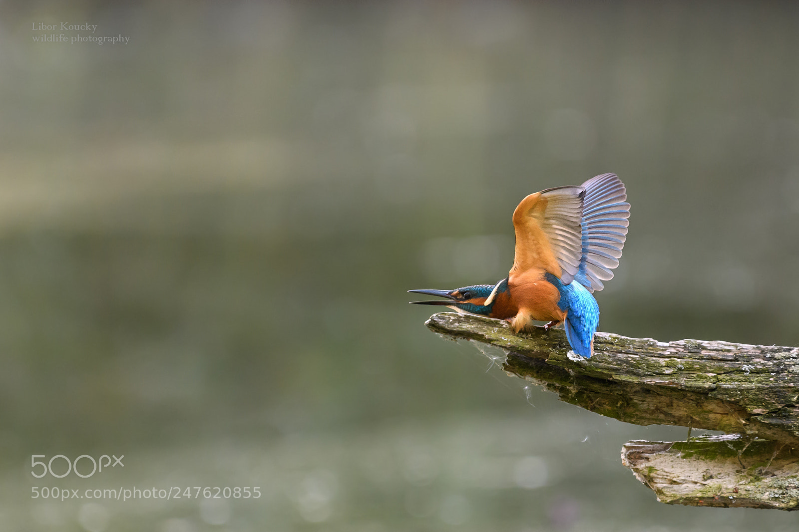 Nikon D500 sample photo. Kingfisher photography