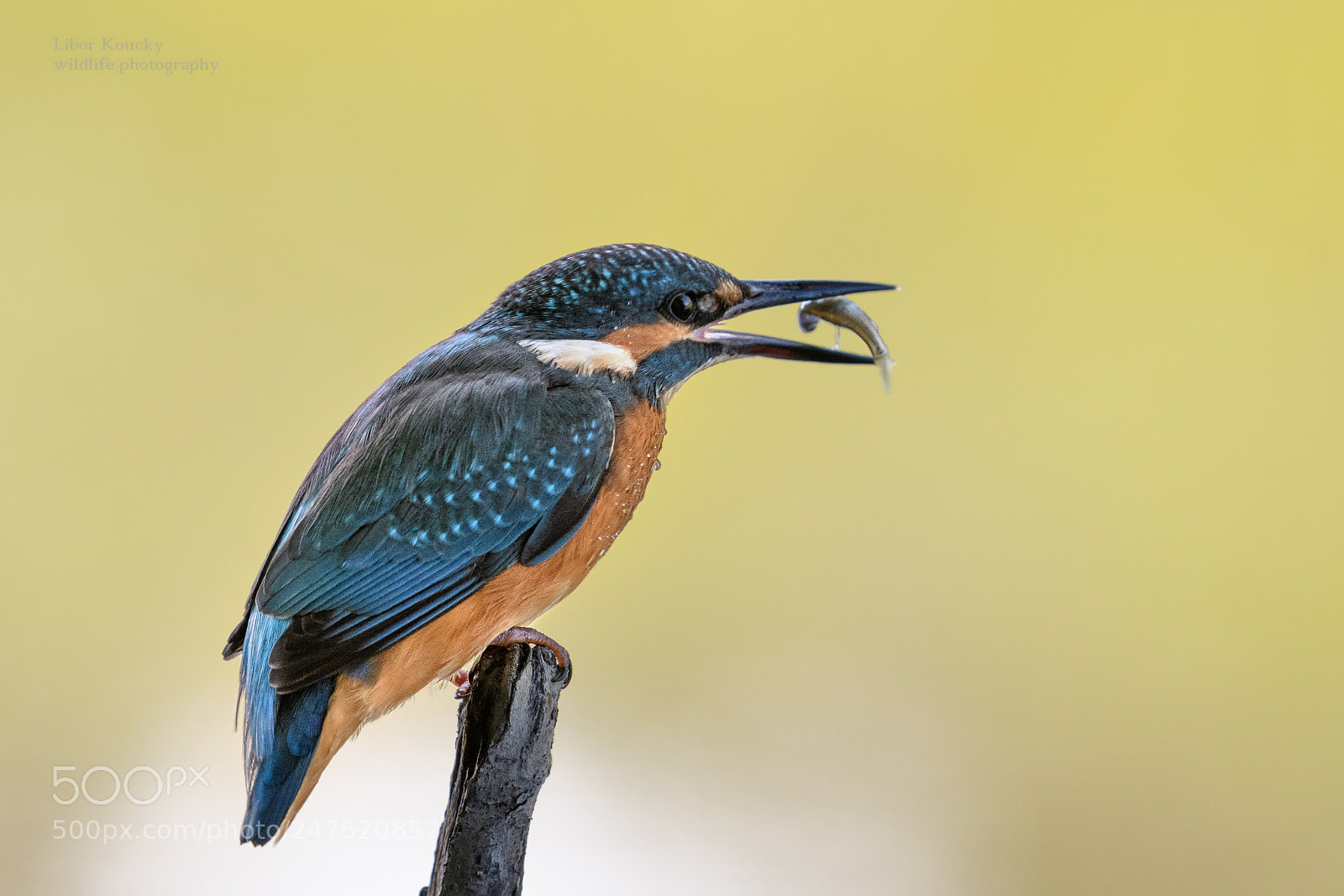Nikon D500 sample photo. Kingfisher photography