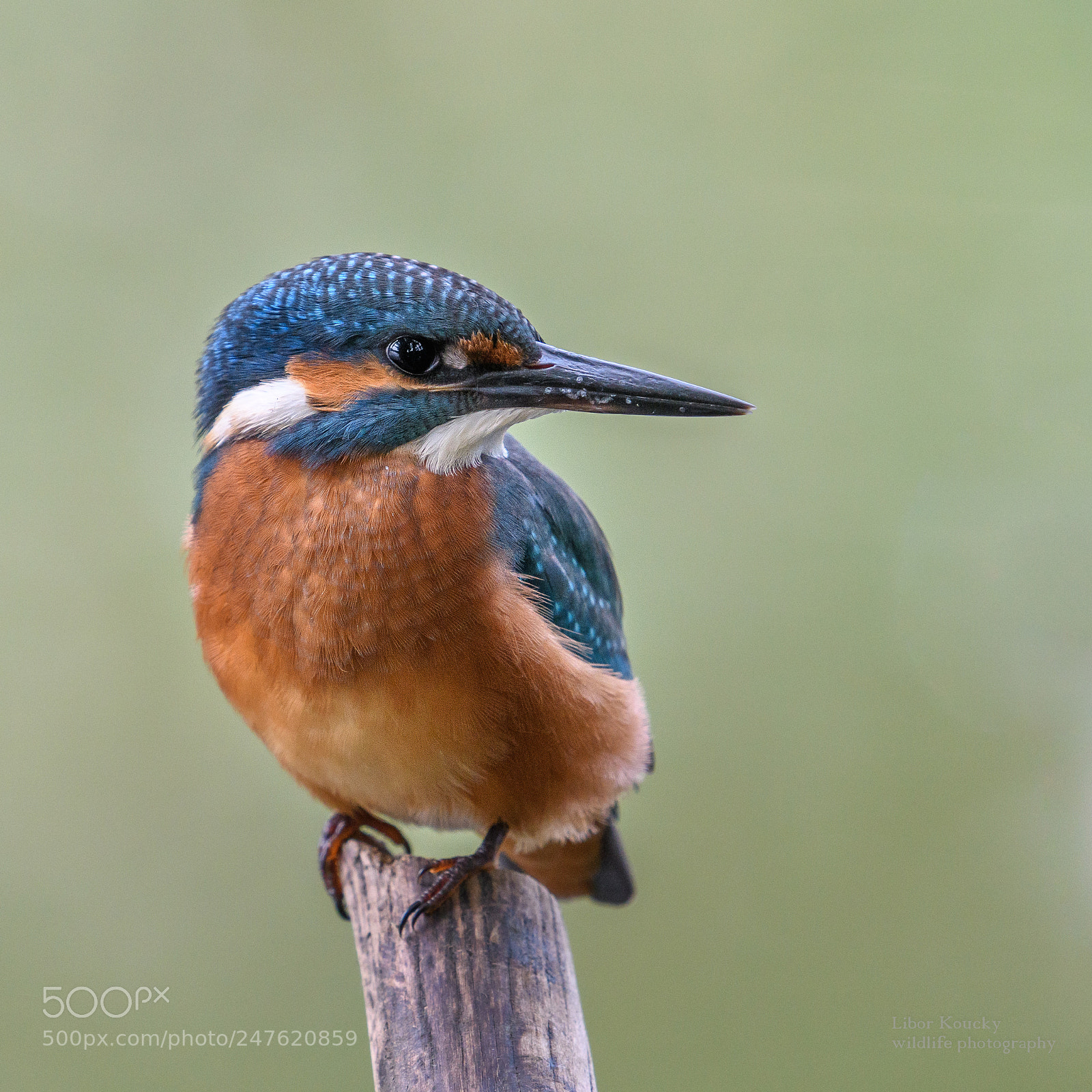 Nikon D500 sample photo. Kingfisher photography
