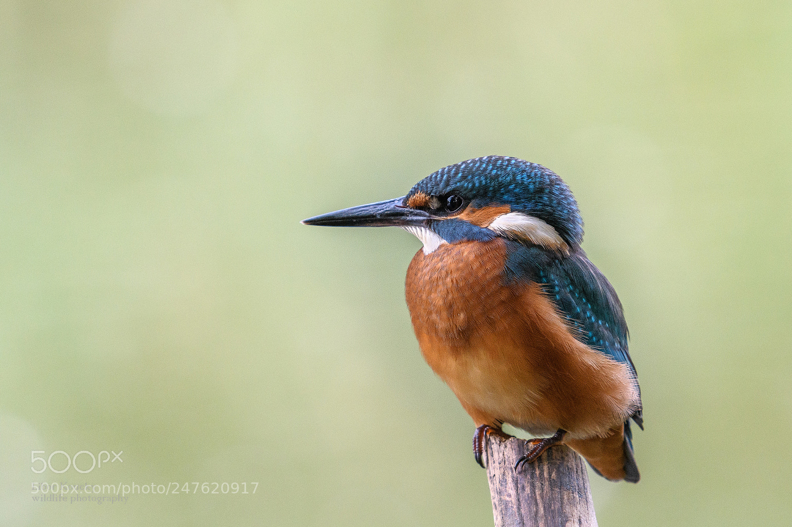 Nikon D500 sample photo. Kingfisher photography