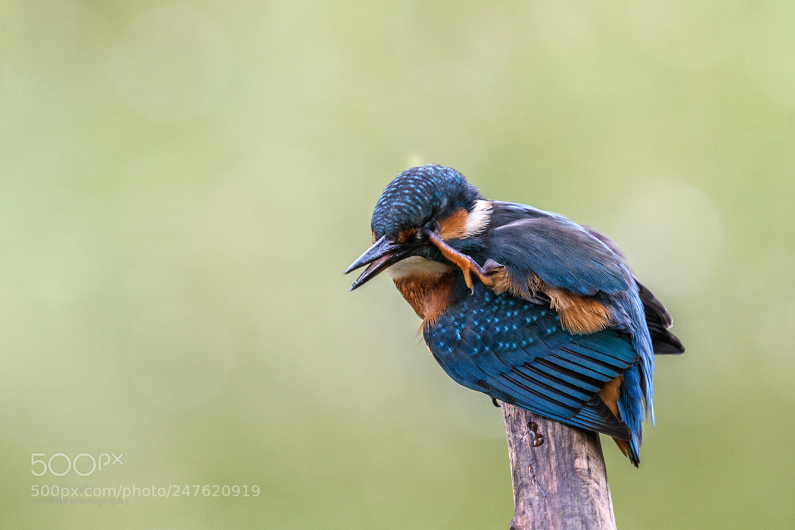 Nikon D500 sample photo. Kingfisher photography