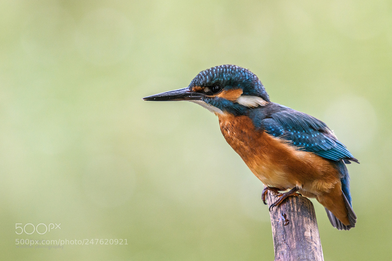Nikon D500 sample photo. Kingfisher photography