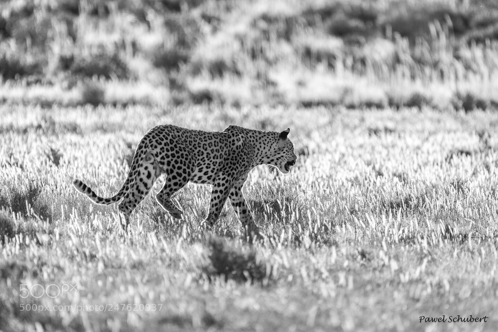 Nikon D850 sample photo. Hunting leopard photography