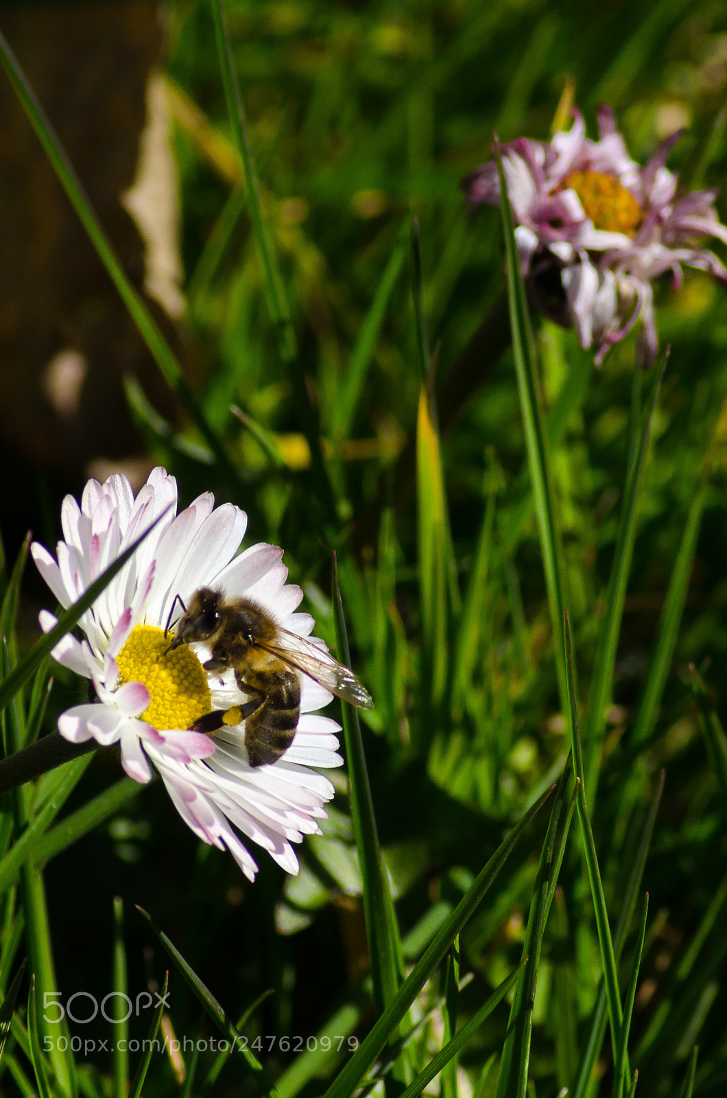 Nikon D5100 sample photo. Bee photography