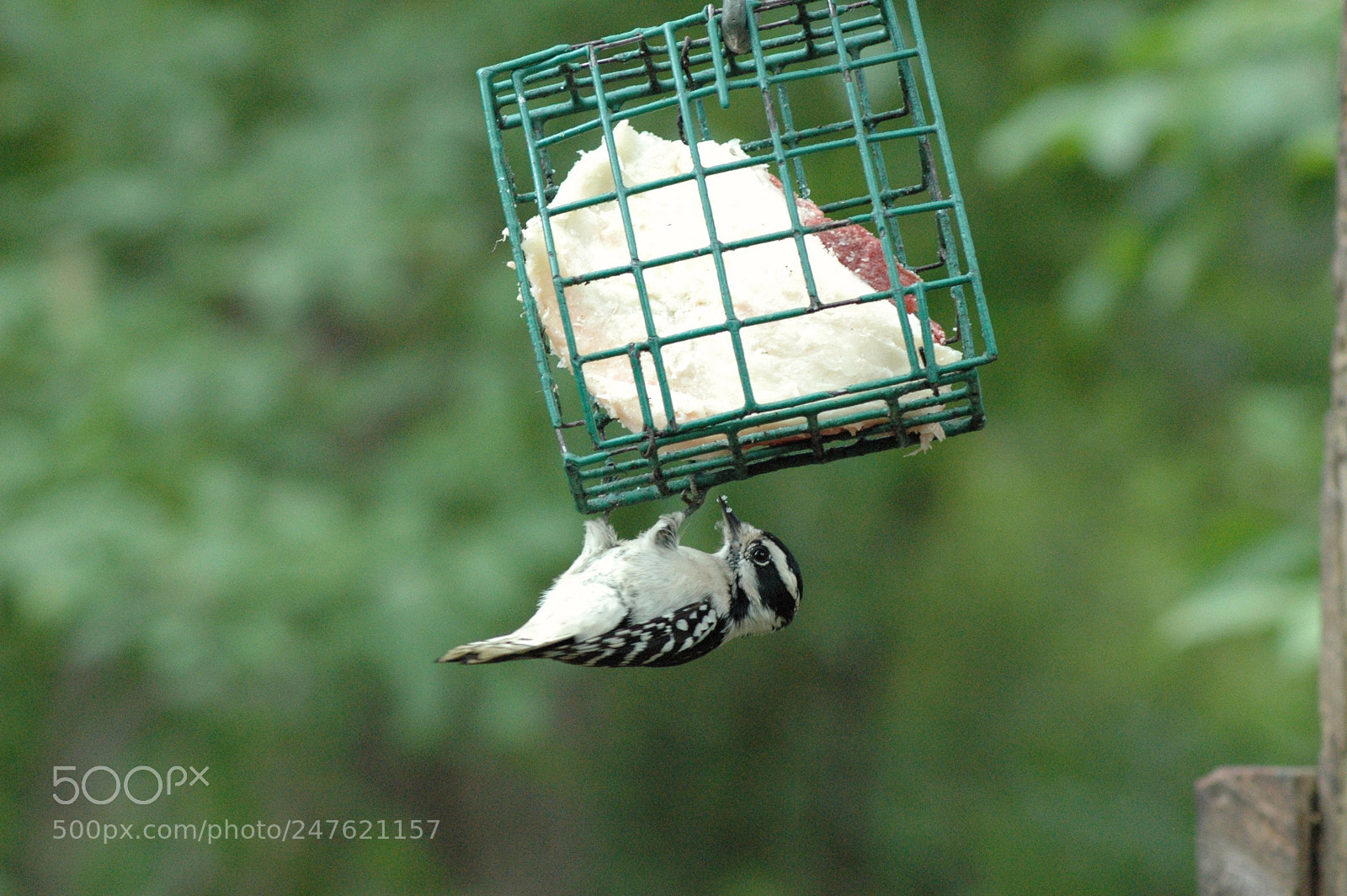 Nikon D70 sample photo. 29407574874.jpg photography