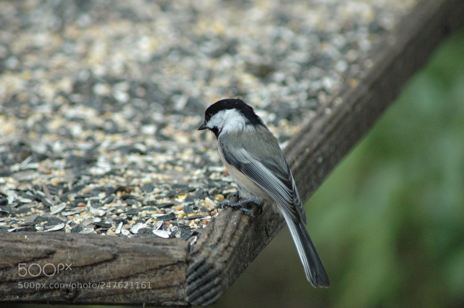 Nikon D70 sample photo. 29407618164.jpg photography