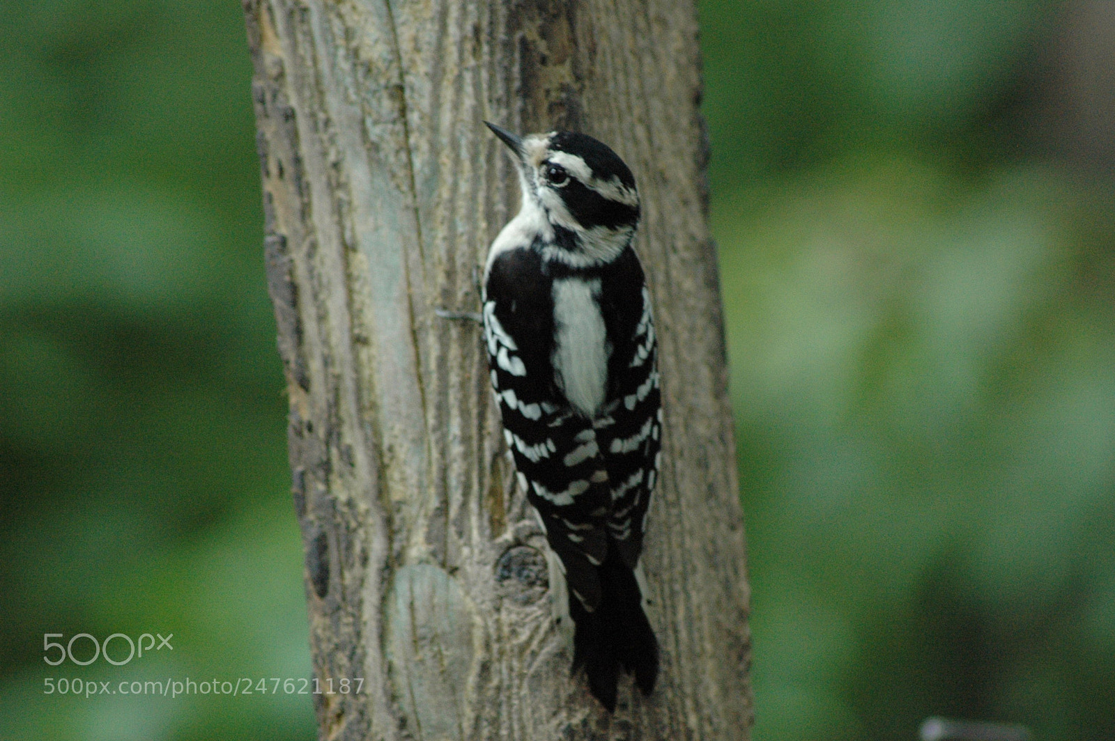 Nikon D70 sample photo. 30035515935.jpg photography