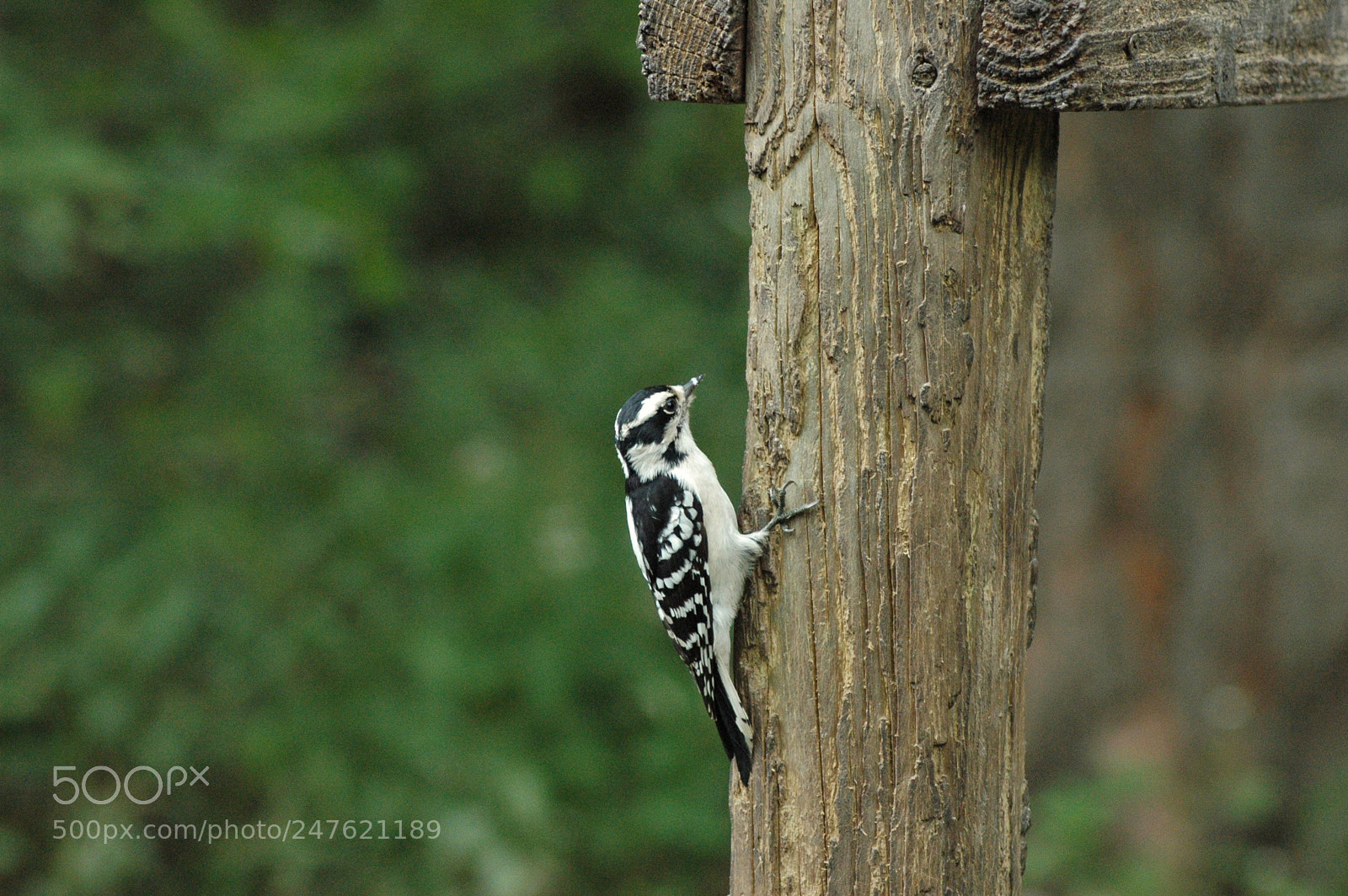 Nikon D70 sample photo. 29407567774.jpg photography