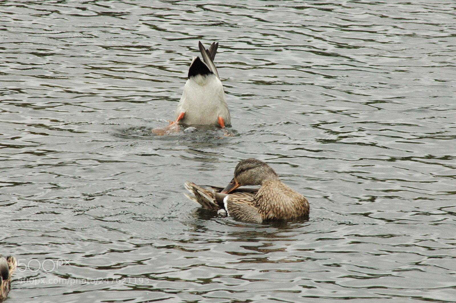 Nikon D70 sample photo. 30001324196.jpg photography