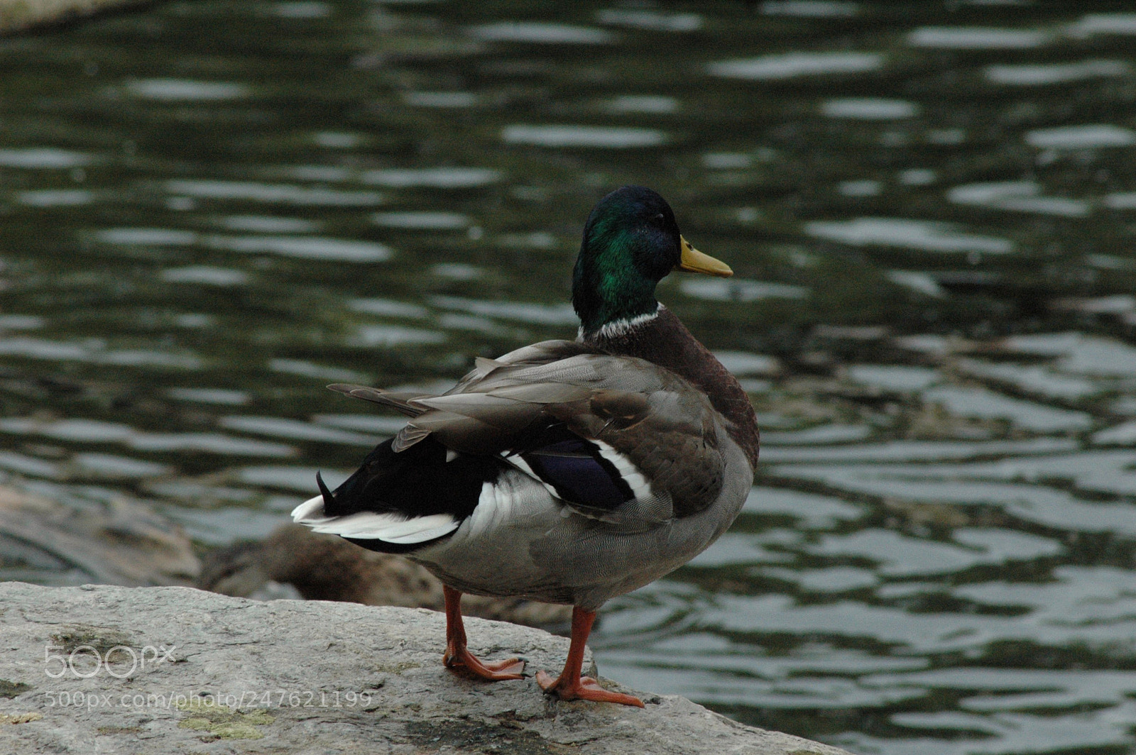 Nikon D70 sample photo. 29408291353.jpg photography