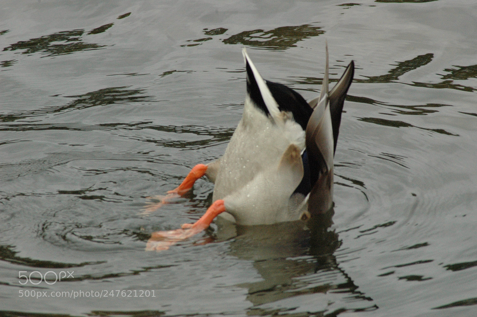 Nikon D70 sample photo. 30001309576.jpg photography