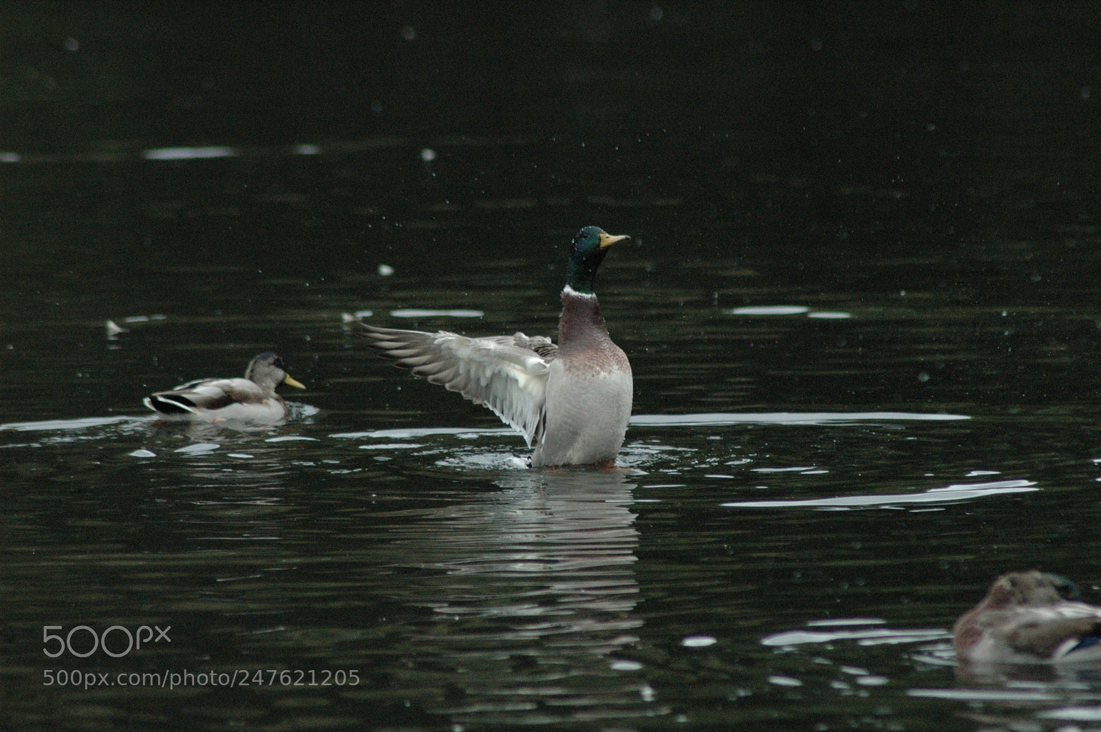 Nikon D70 sample photo. 29921696812.jpg photography