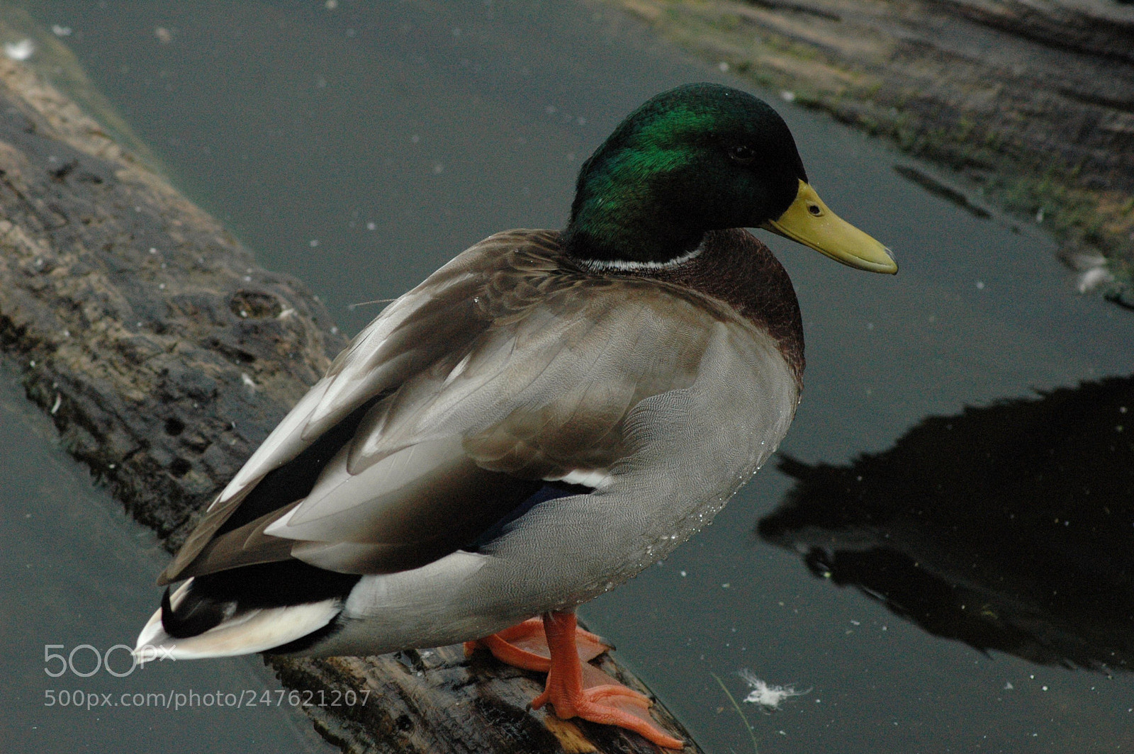 Nikon D70 sample photo. 29741108390.jpg photography