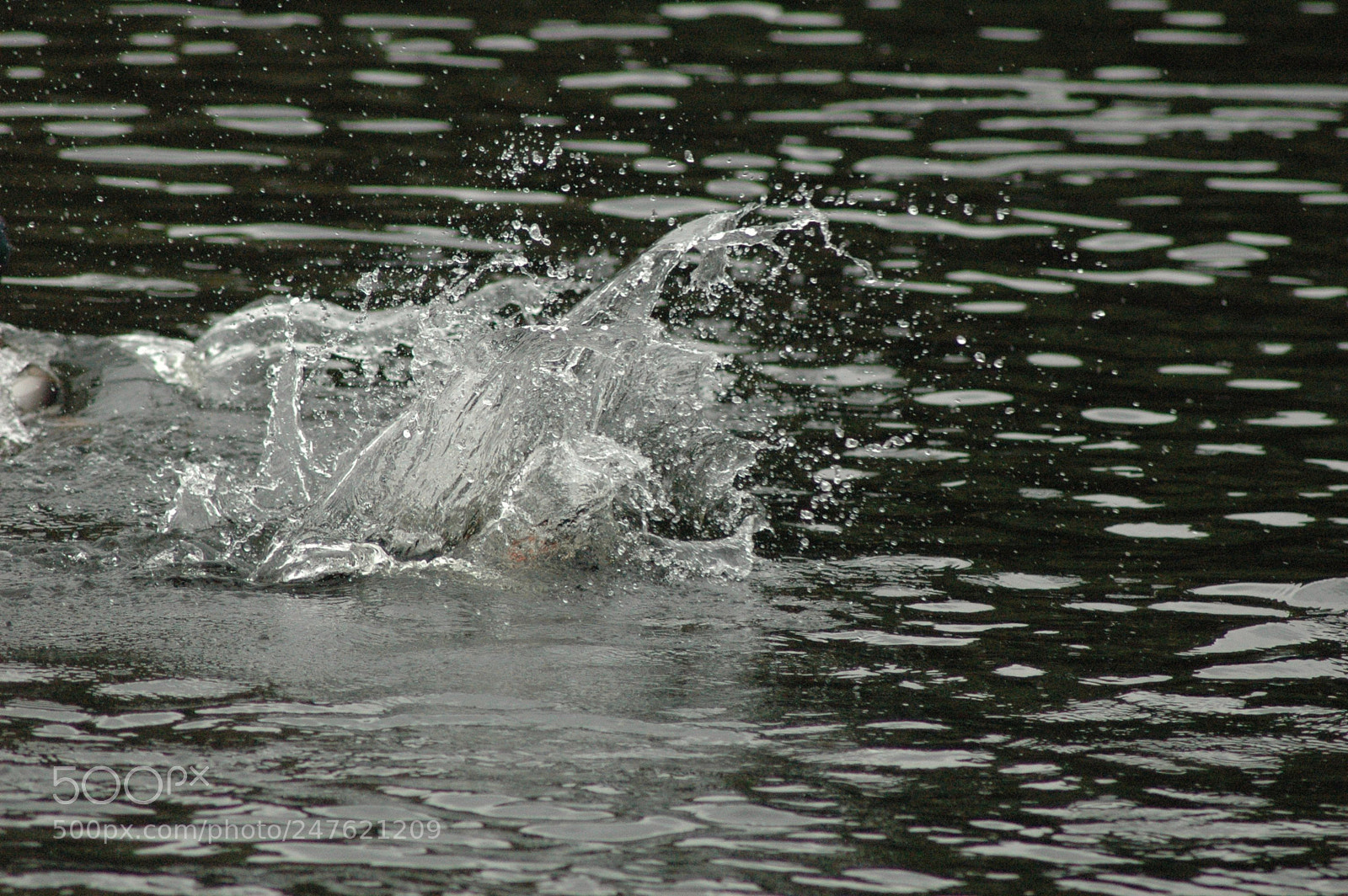 Nikon D70 sample photo. 29408237433.jpg photography