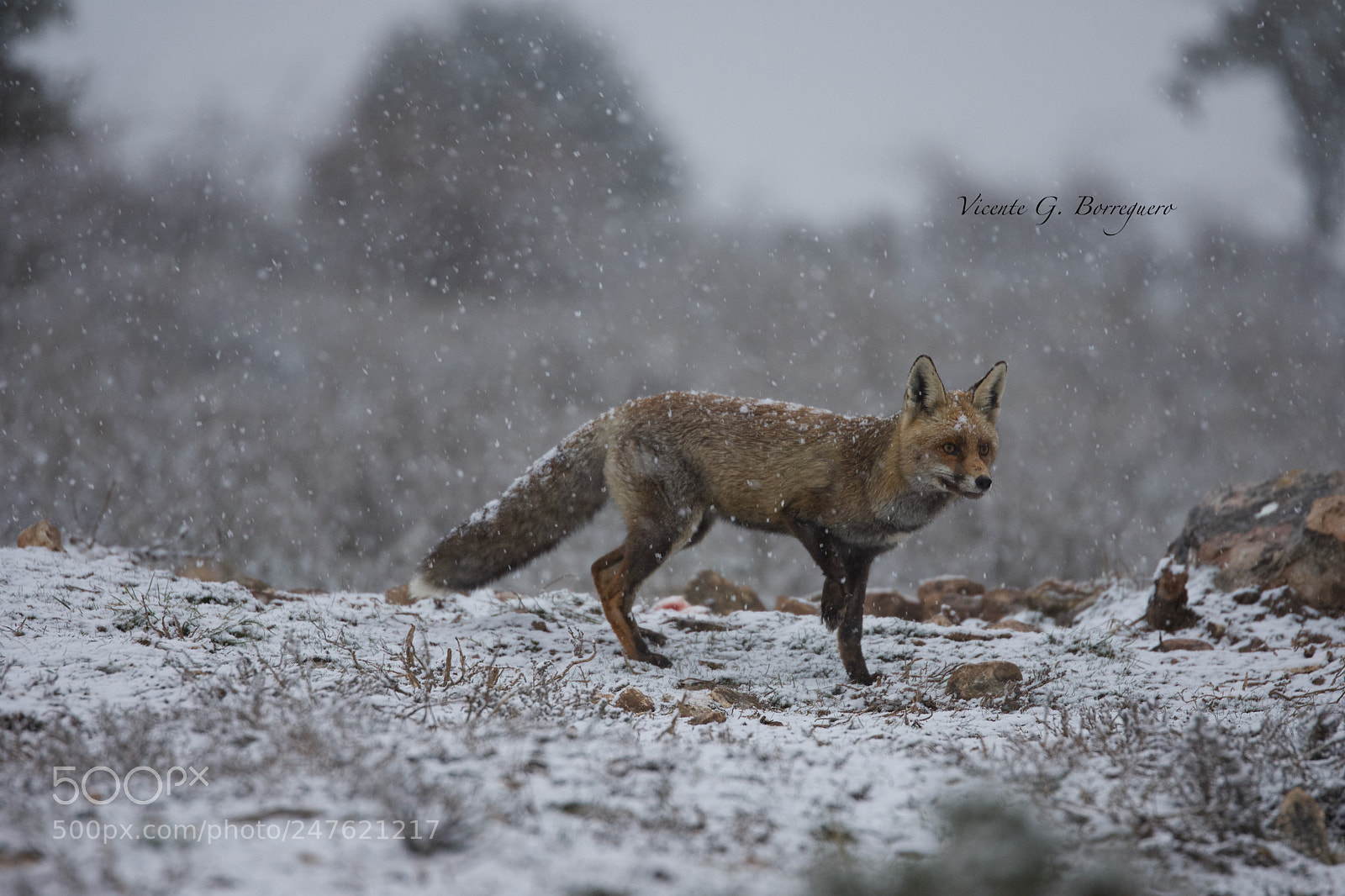 Nikon D7200 sample photo. Vulpes vulpes photography