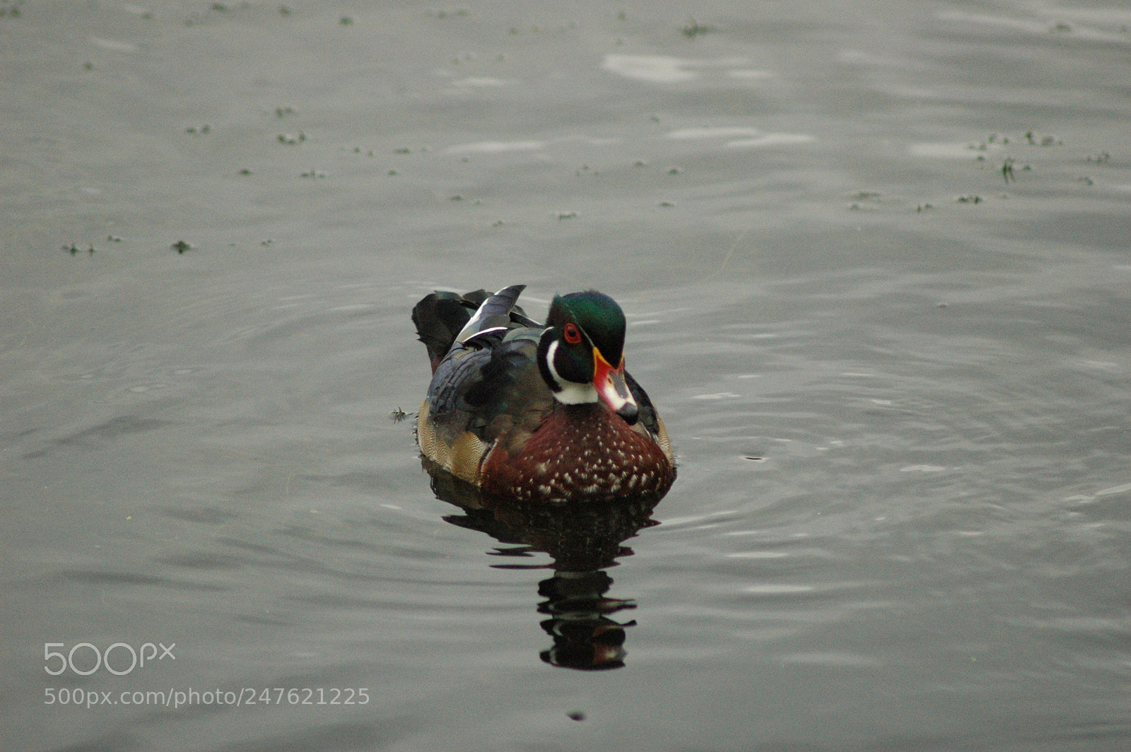 Nikon D70 sample photo. 29408192713.jpg photography
