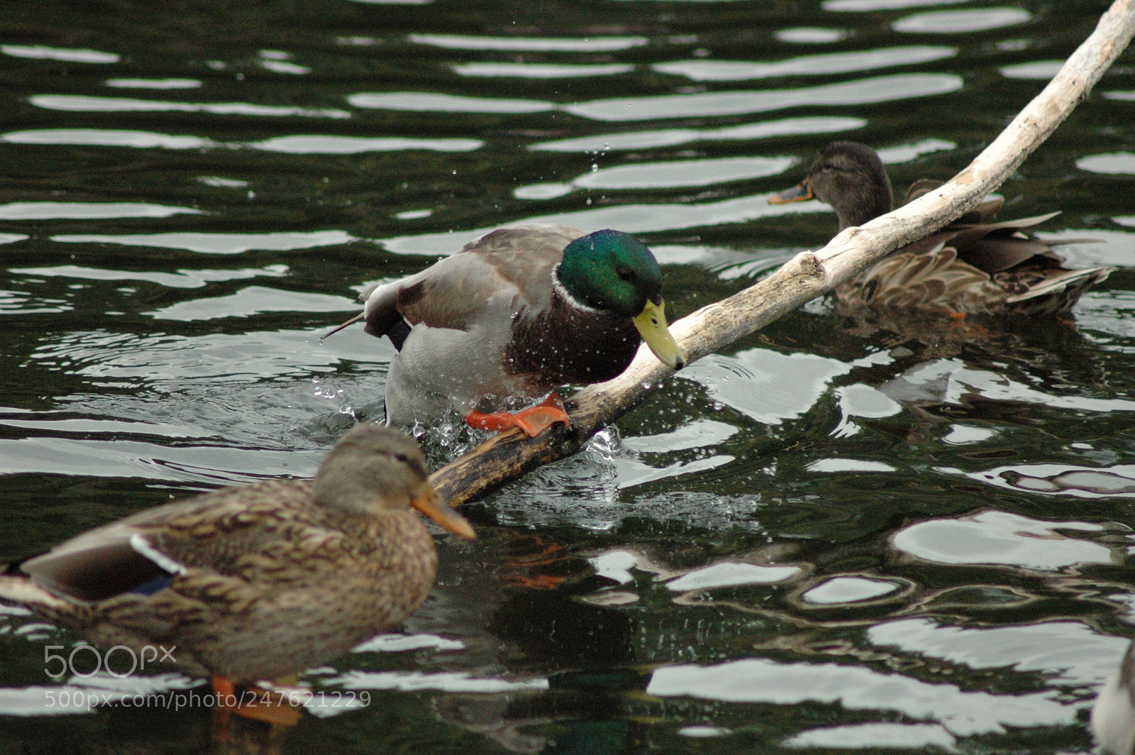 Nikon D70 sample photo. 29407444384.jpg photography