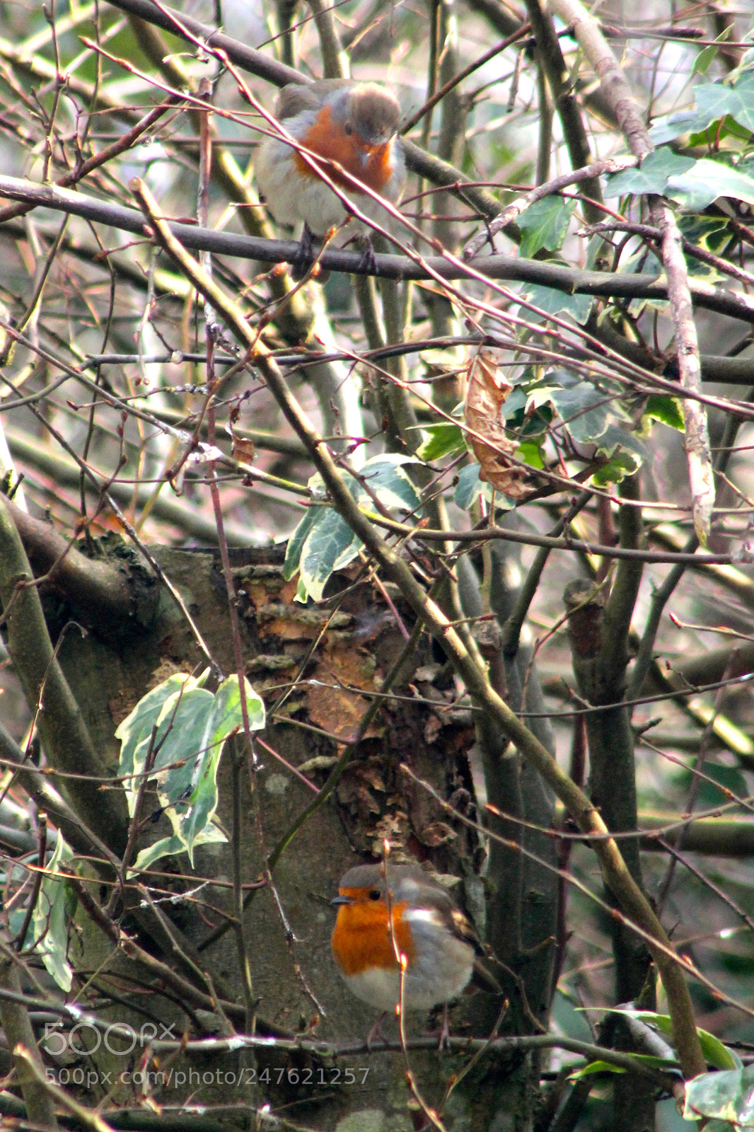 Canon EOS 1100D (EOS Rebel T3 / EOS Kiss X50) sample photo. Who's down there? photography