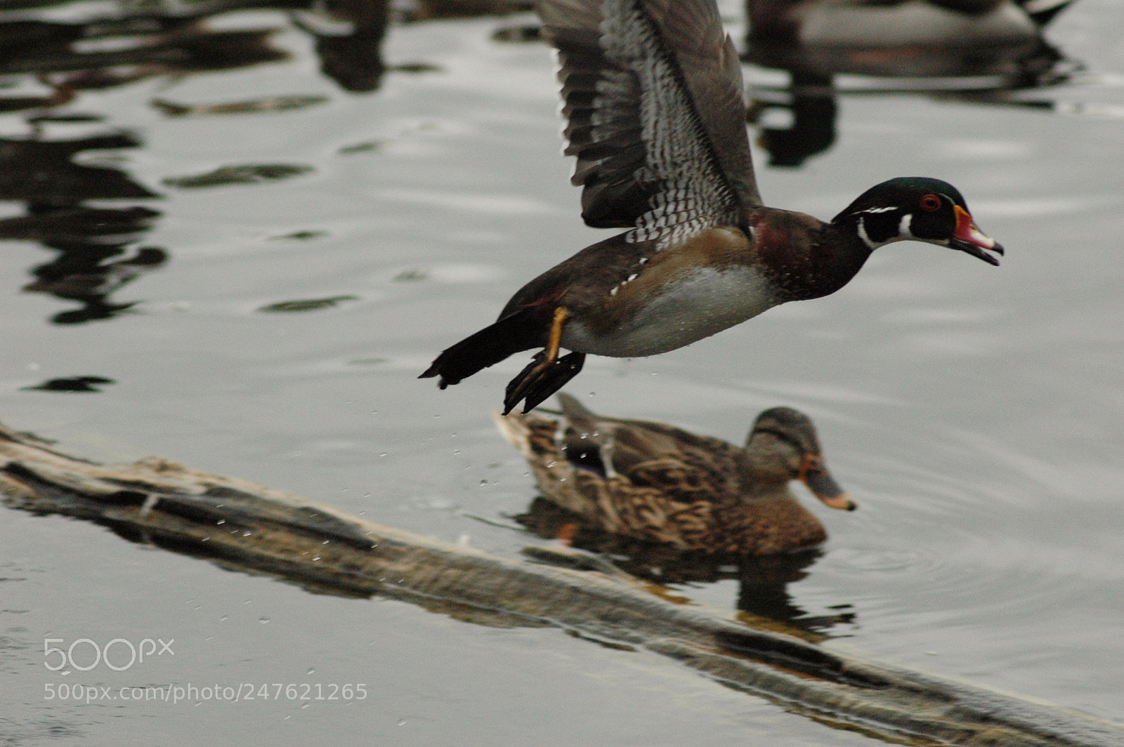 Nikon D70 sample photo. 29951684391.jpg photography