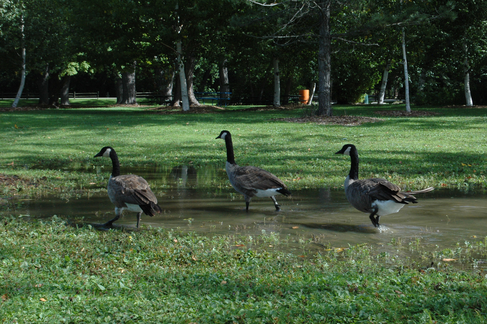 Nikon D70 sample photo. 29872647881.jpg photography
