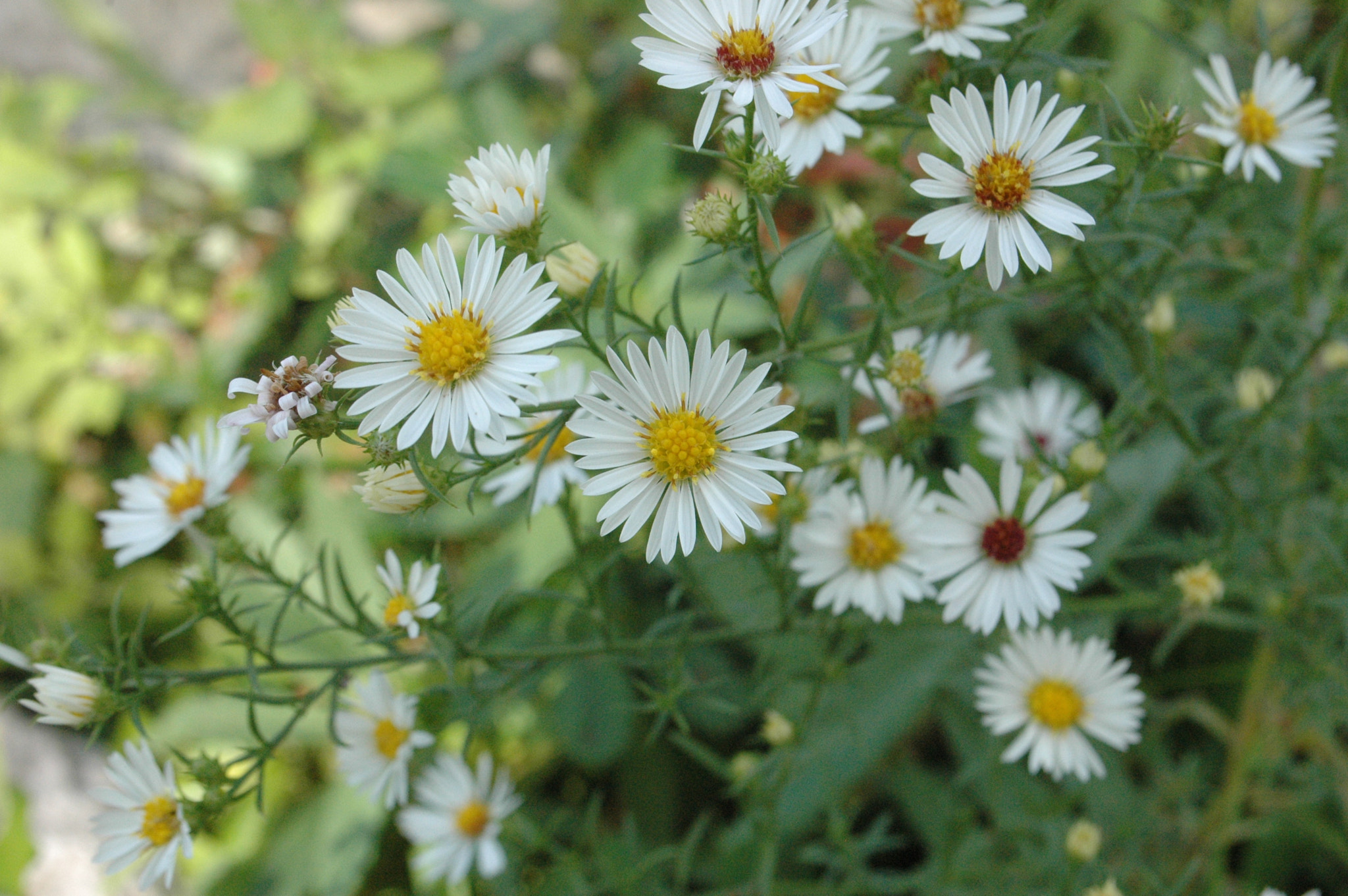 Nikon D70 sample photo. 29661904730.jpg photography