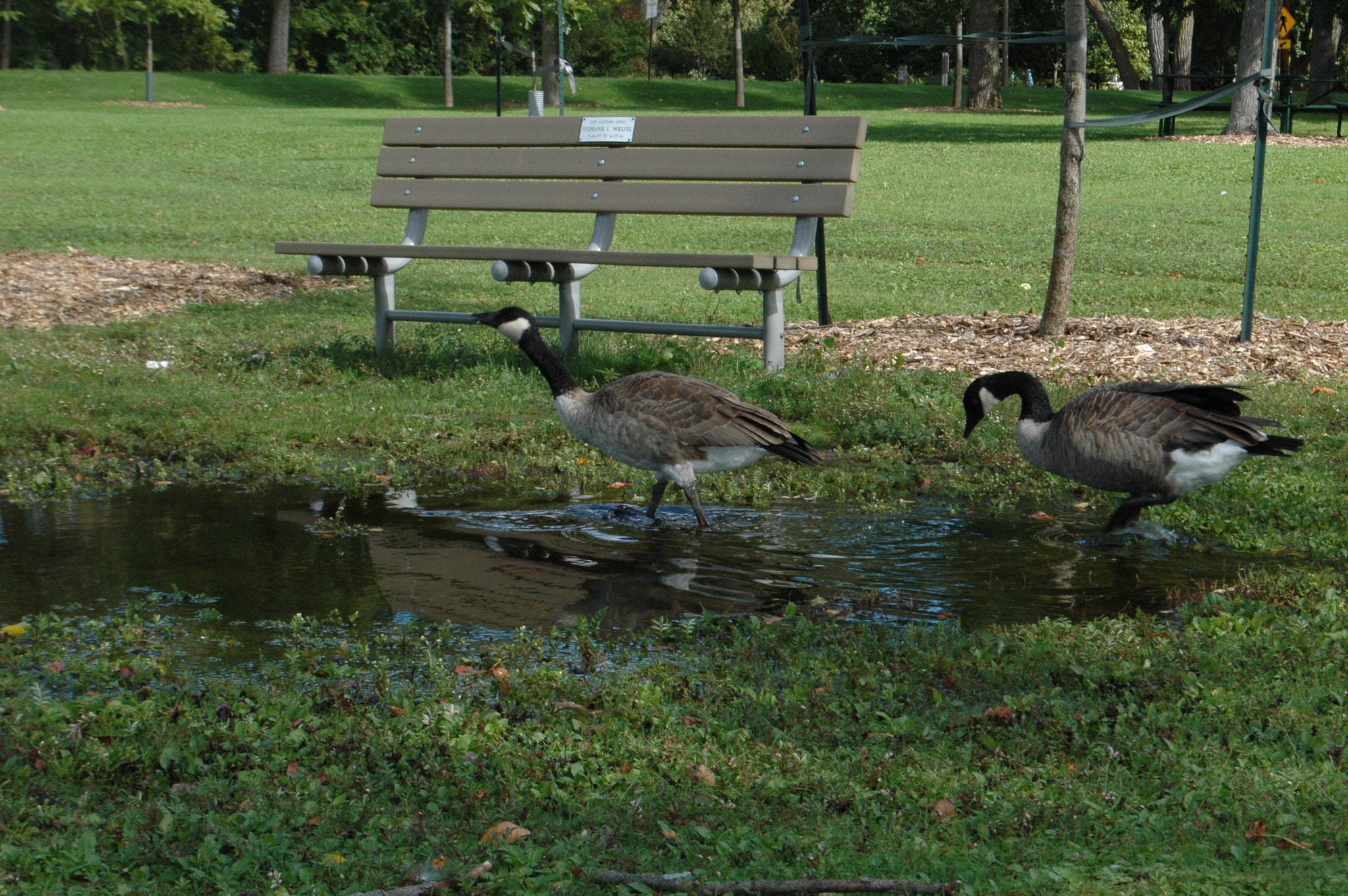 Nikon D70 sample photo. 29328546254.jpg photography