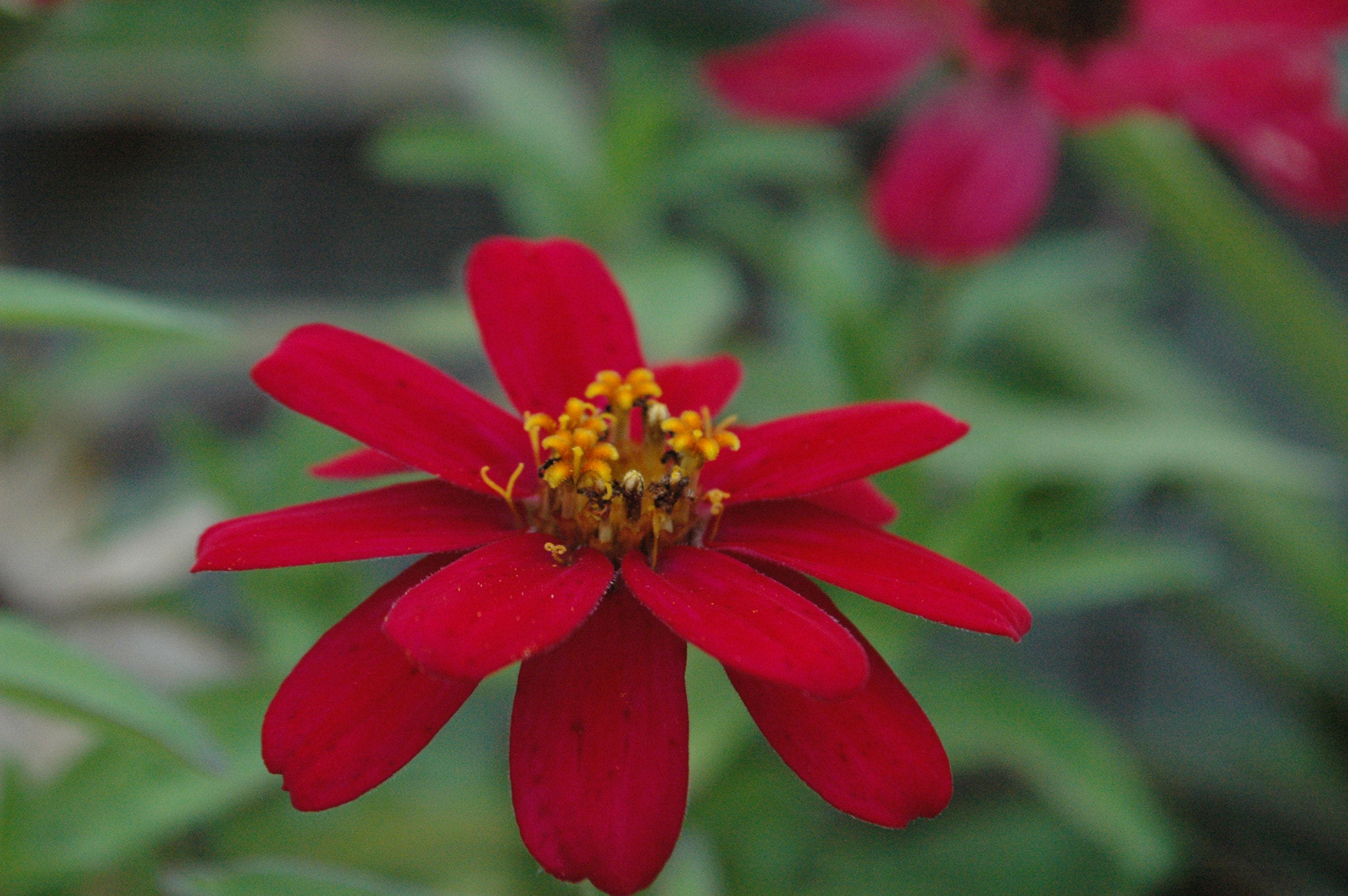Nikon D70 sample photo. 29281338753.jpg photography