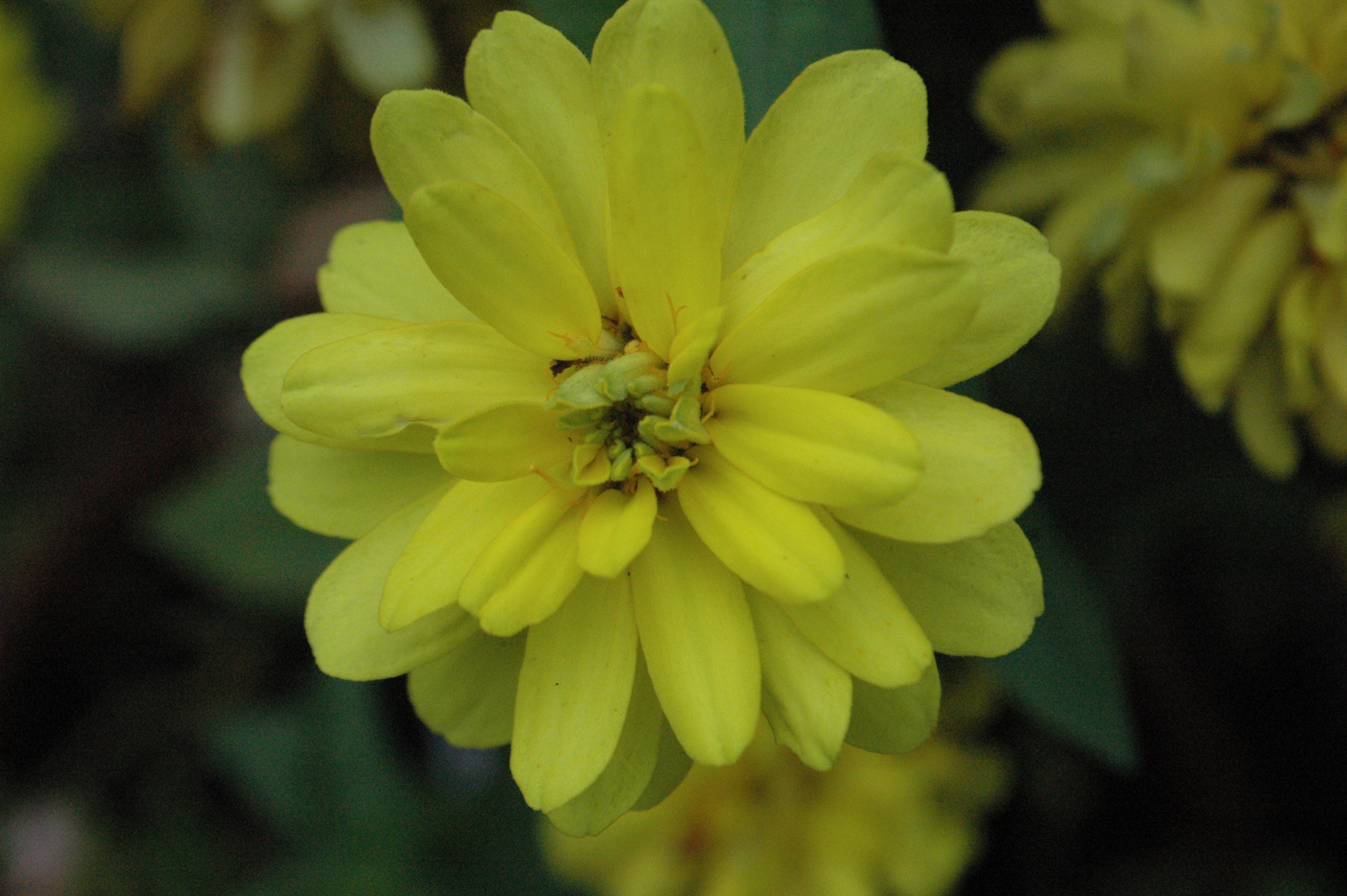 Nikon D70 sample photo. 29872606646.jpg photography