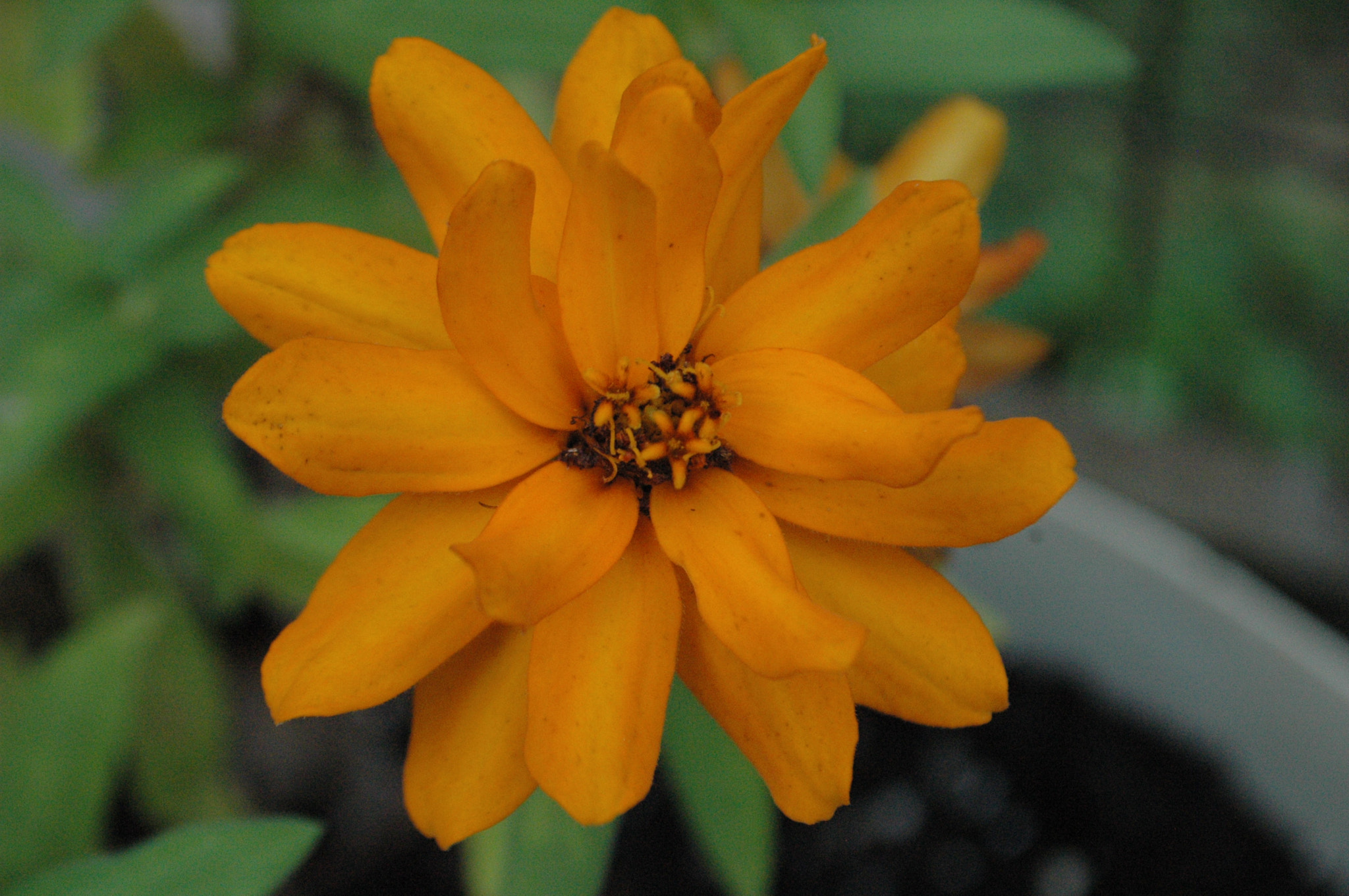 Nikon D70 sample photo. 29281337433.jpg photography