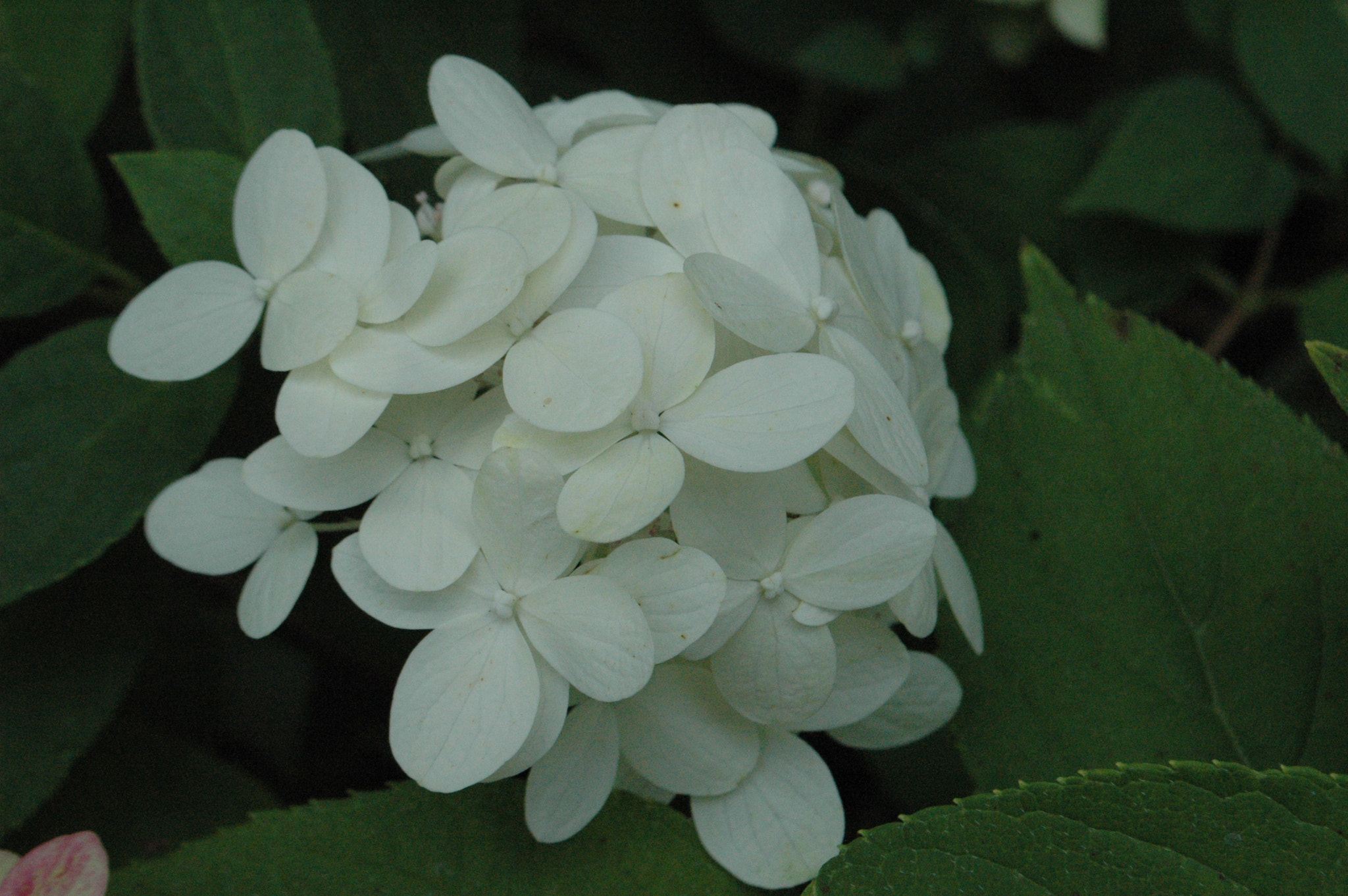 Nikon D70 sample photo. 29281333303.jpg photography