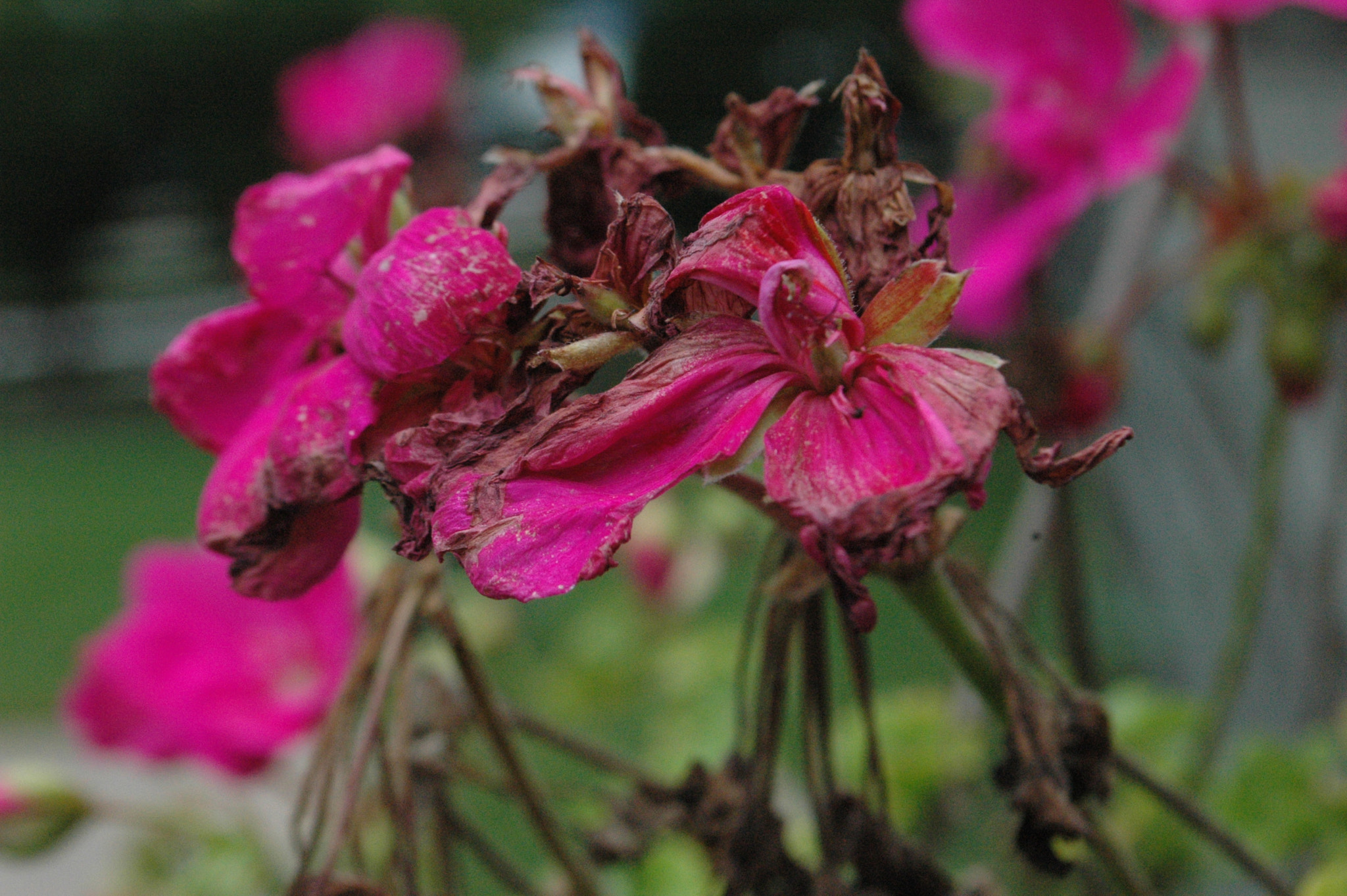 Nikon D70 sample photo. 29281333033.jpg photography