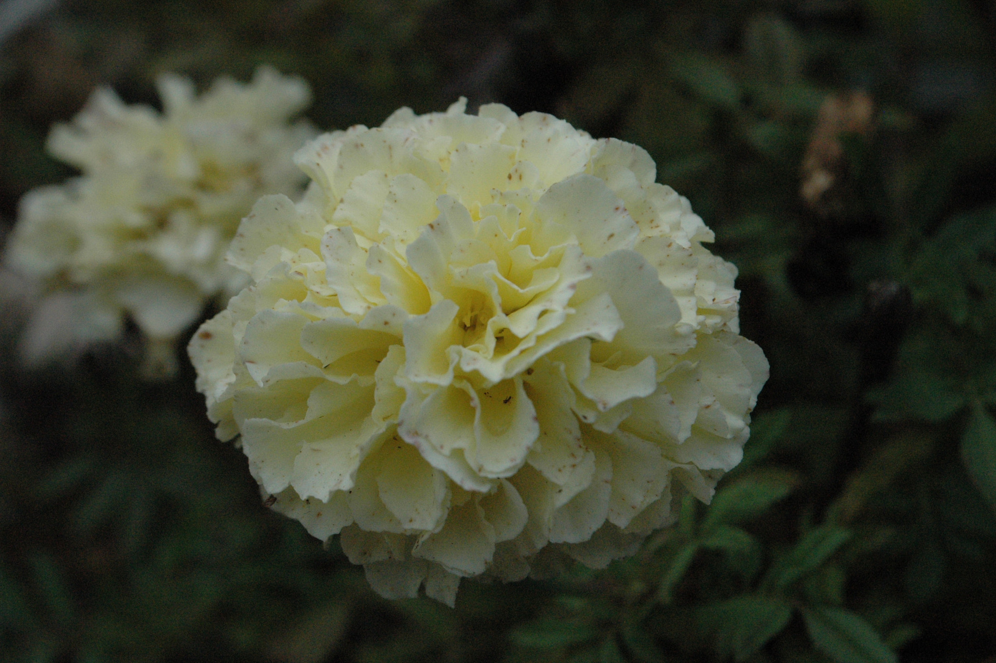 Nikon D70 sample photo. 29281331653.jpg photography