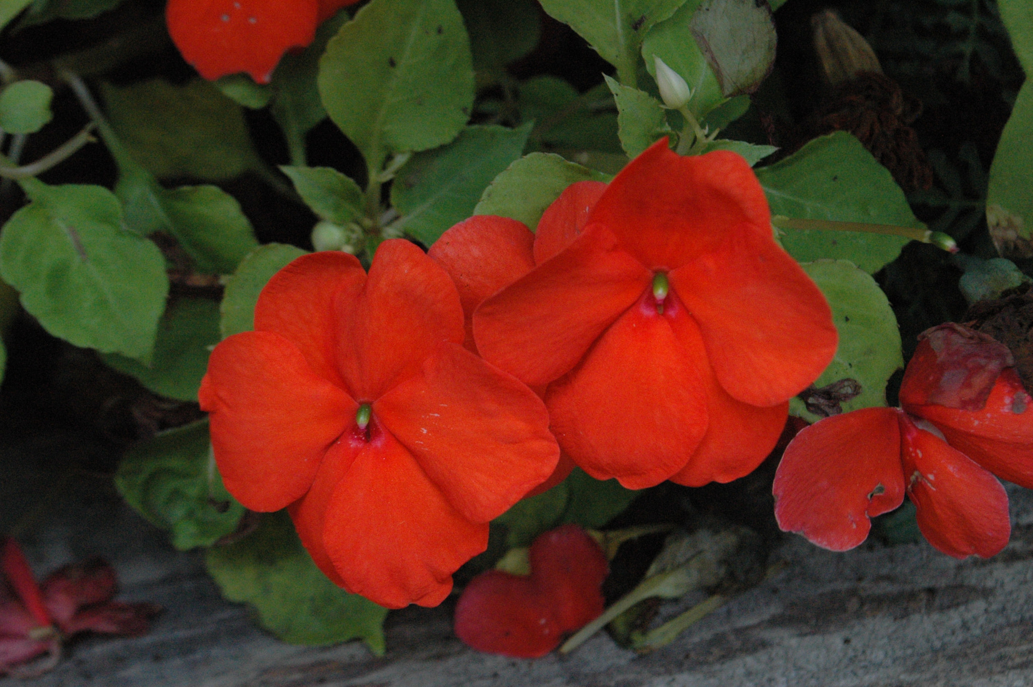 Nikon D70 sample photo. 29872603886.jpg photography