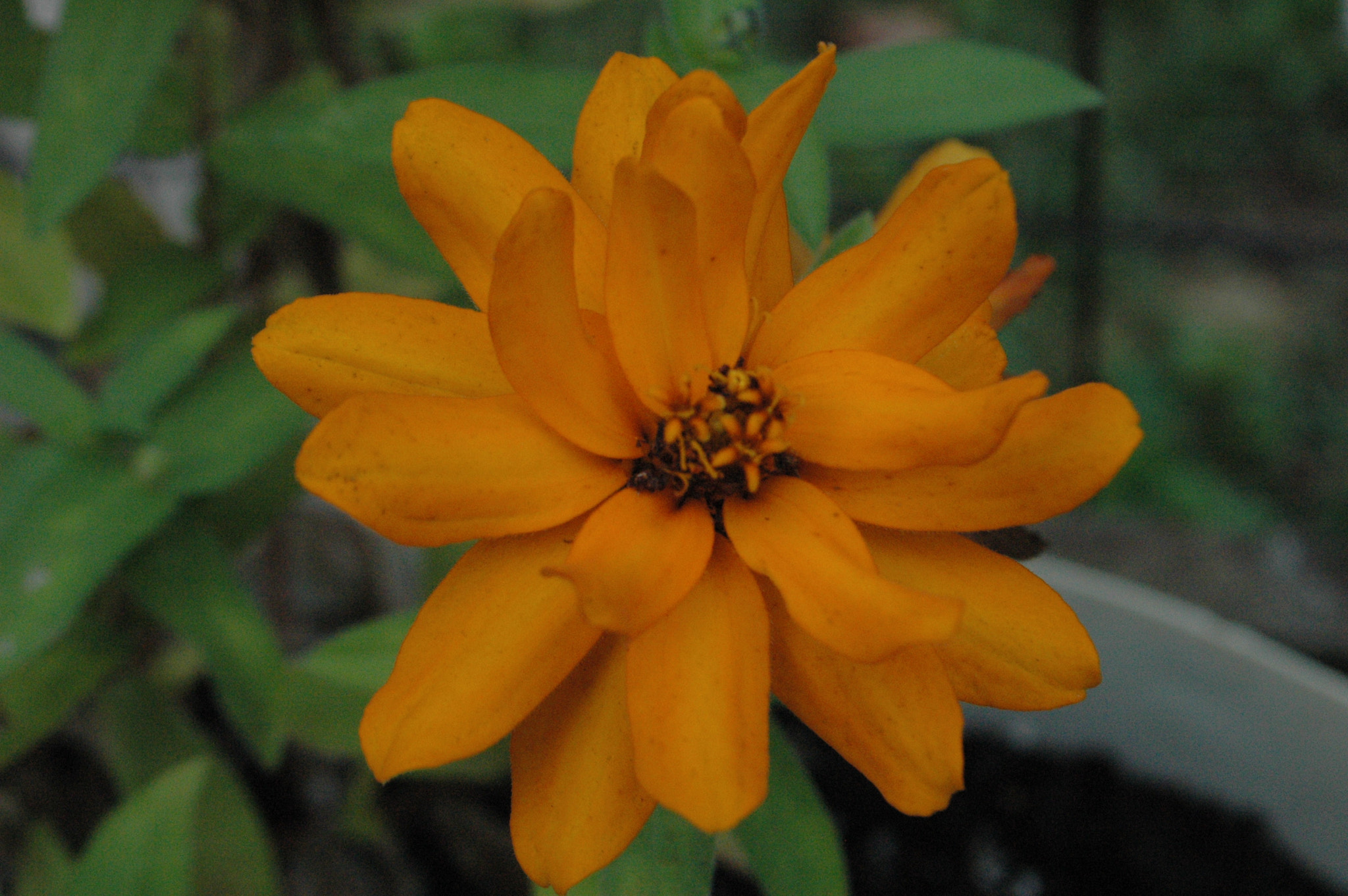 Nikon D70 sample photo. 29281330043.jpg photography