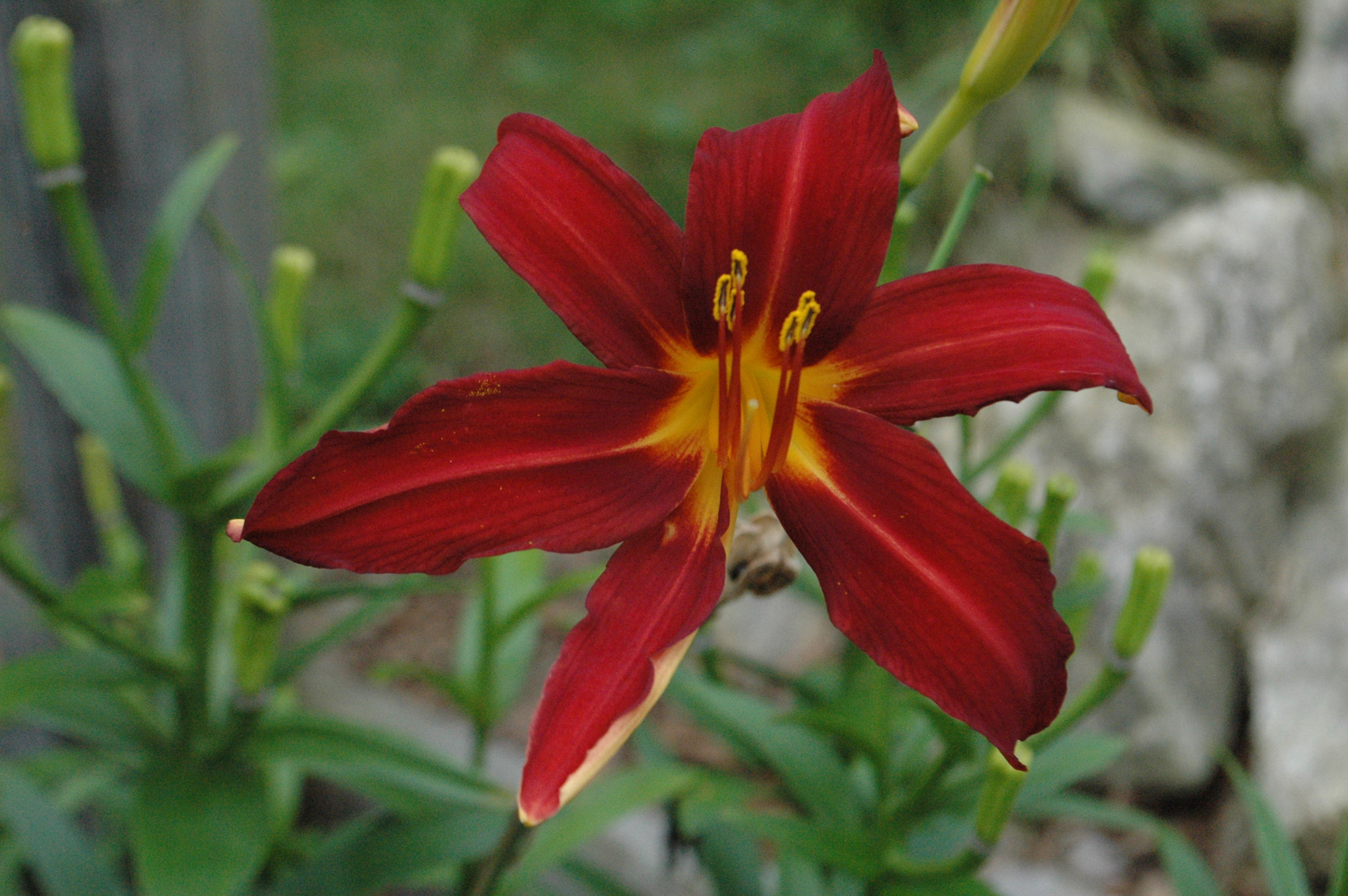 Nikon D70 sample photo. 29281325813.jpg photography
