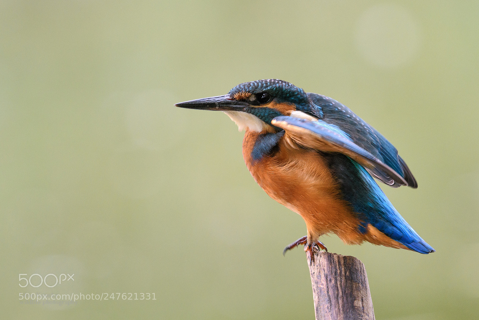 Nikon D500 sample photo. Kingfisher photography