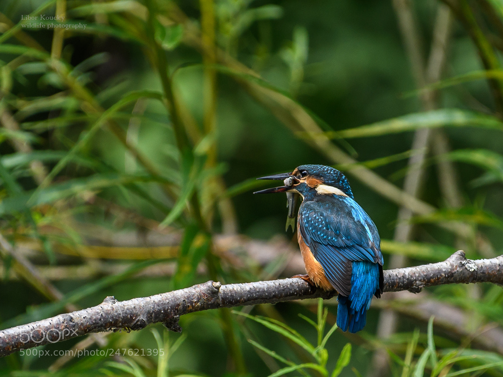 Nikon D500 sample photo. Kingfisher photography