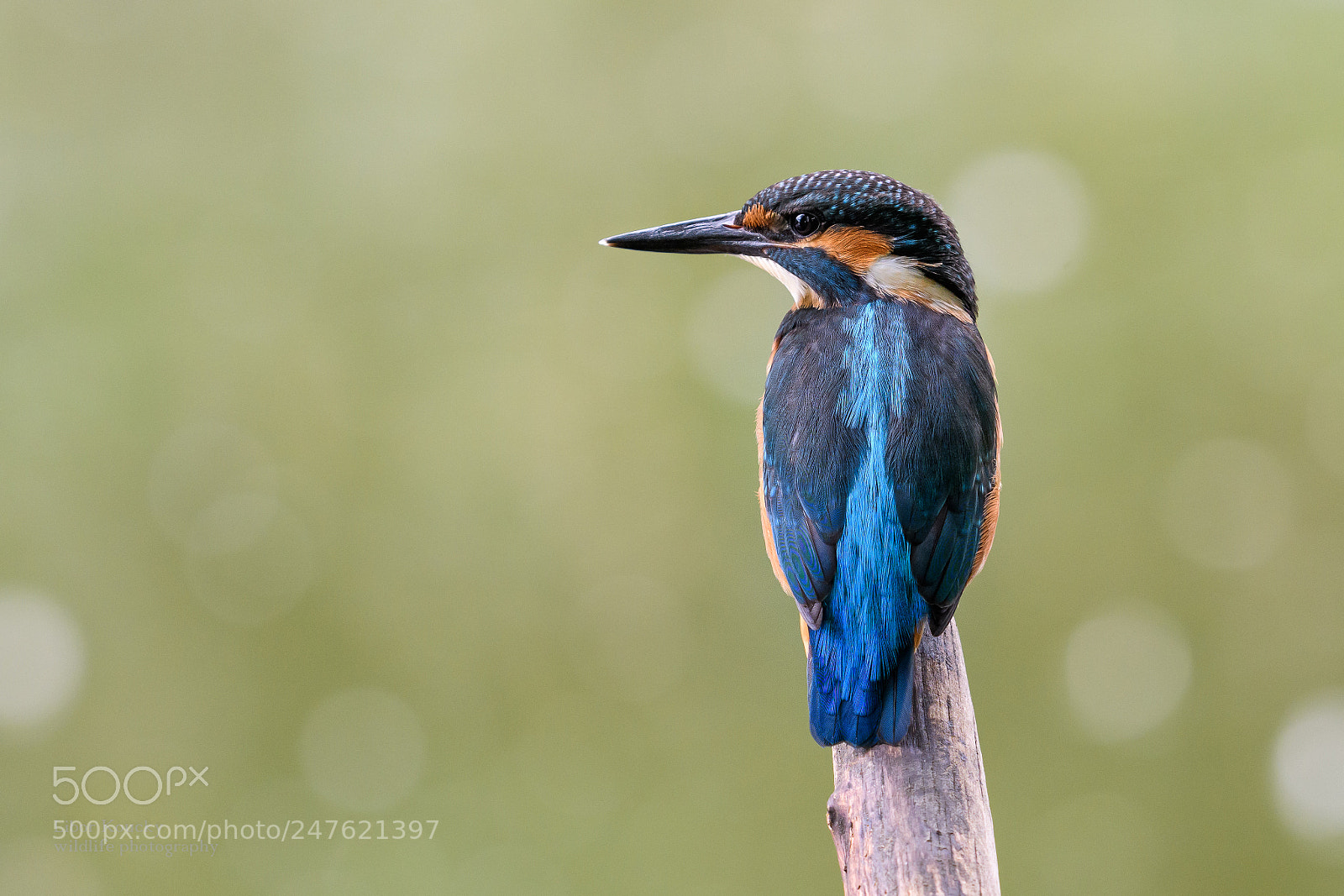 Nikon D500 sample photo. Kingfisher photography