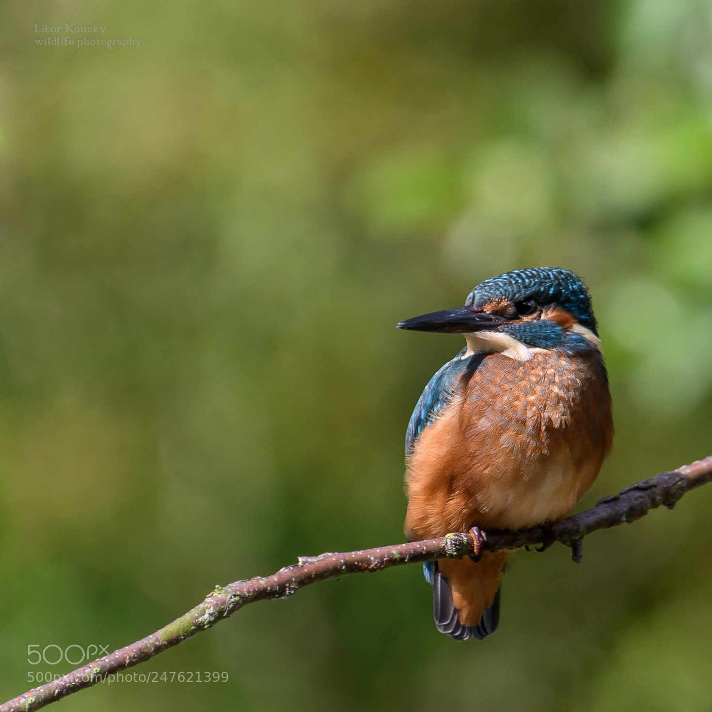 Nikon D500 sample photo. Kingfisher photography